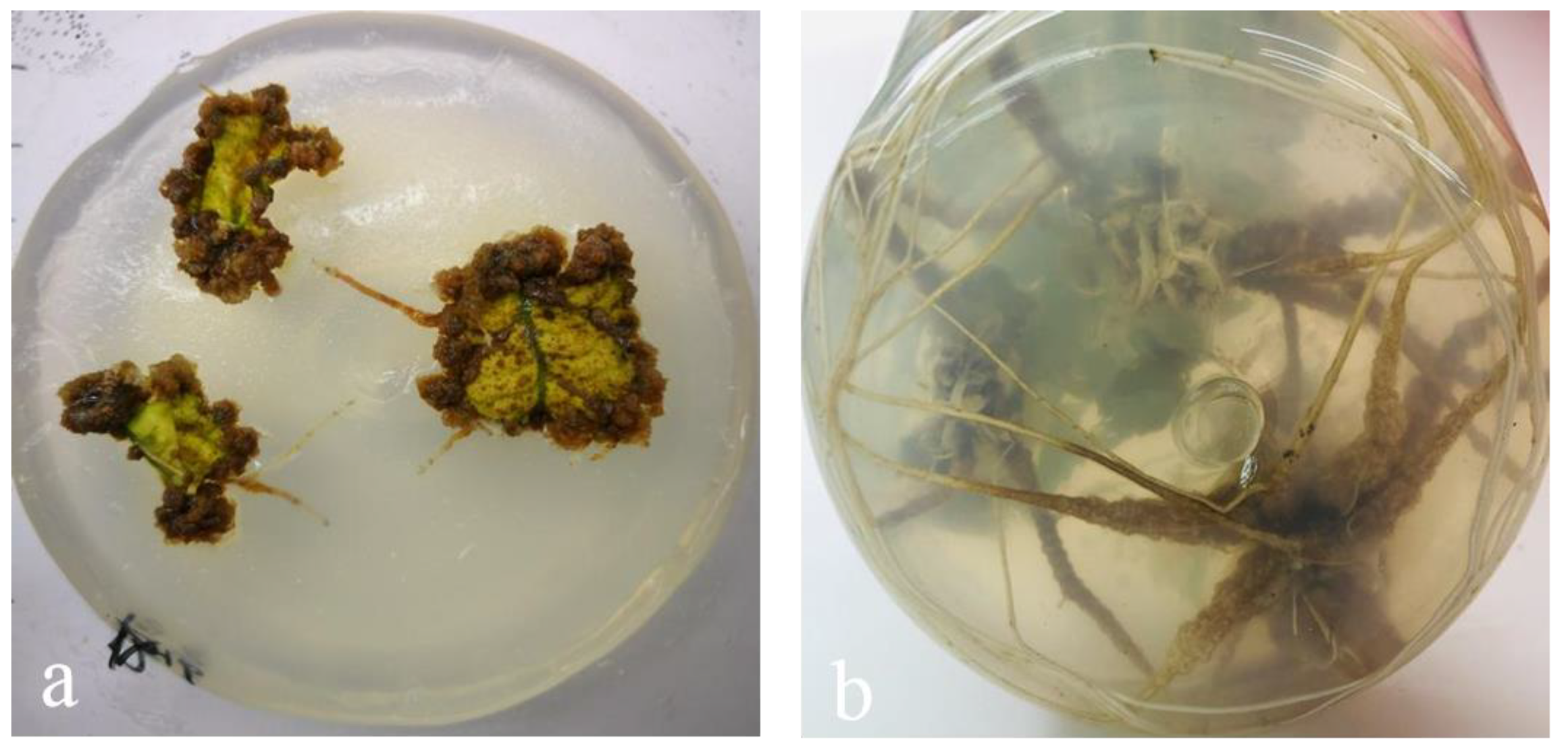 Forests 12 00874 g003 550