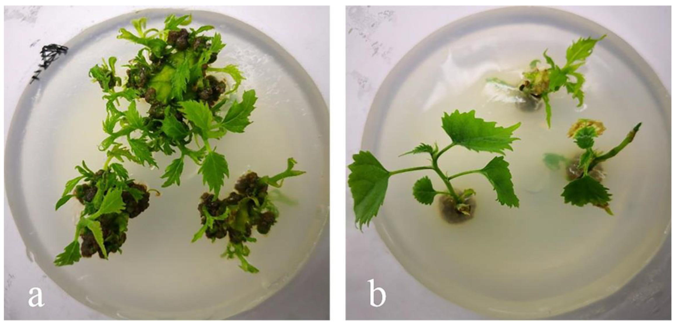 Forests 12 00874 g004 550