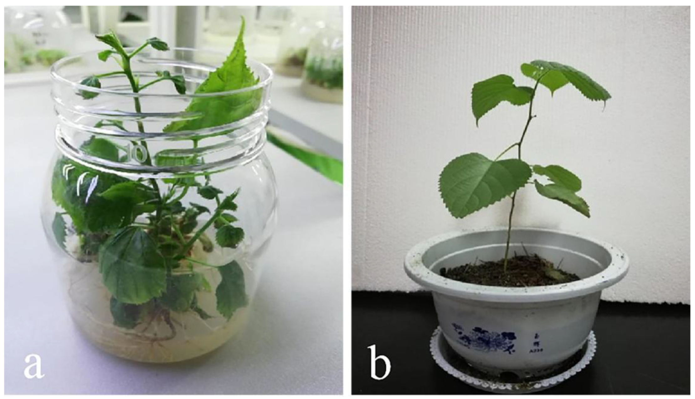 Forests 12 00874 g006 550