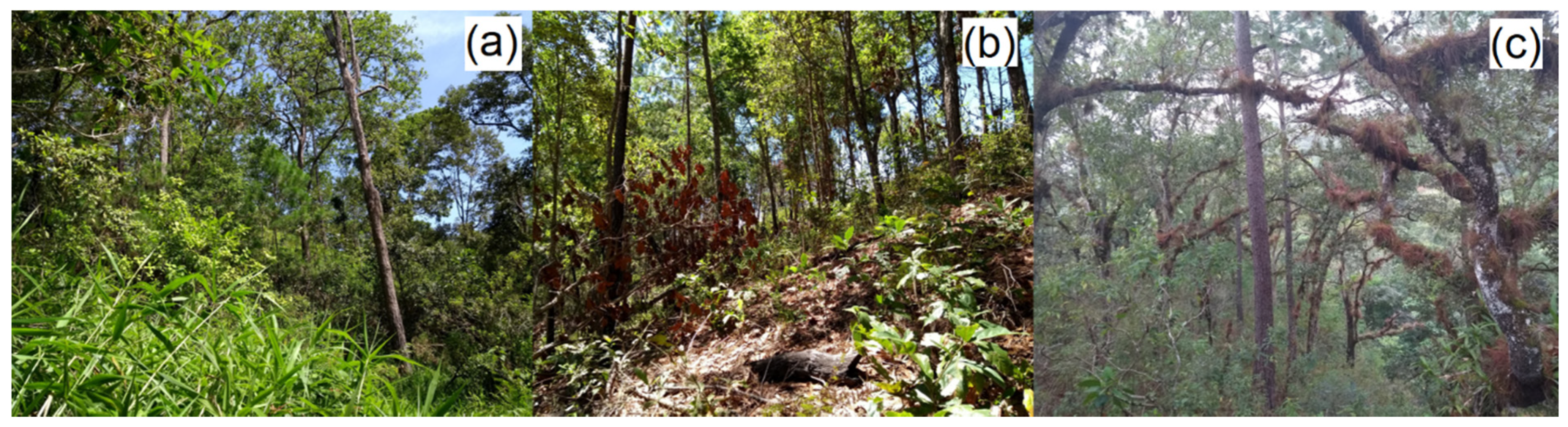 Forests 12 00895 g003