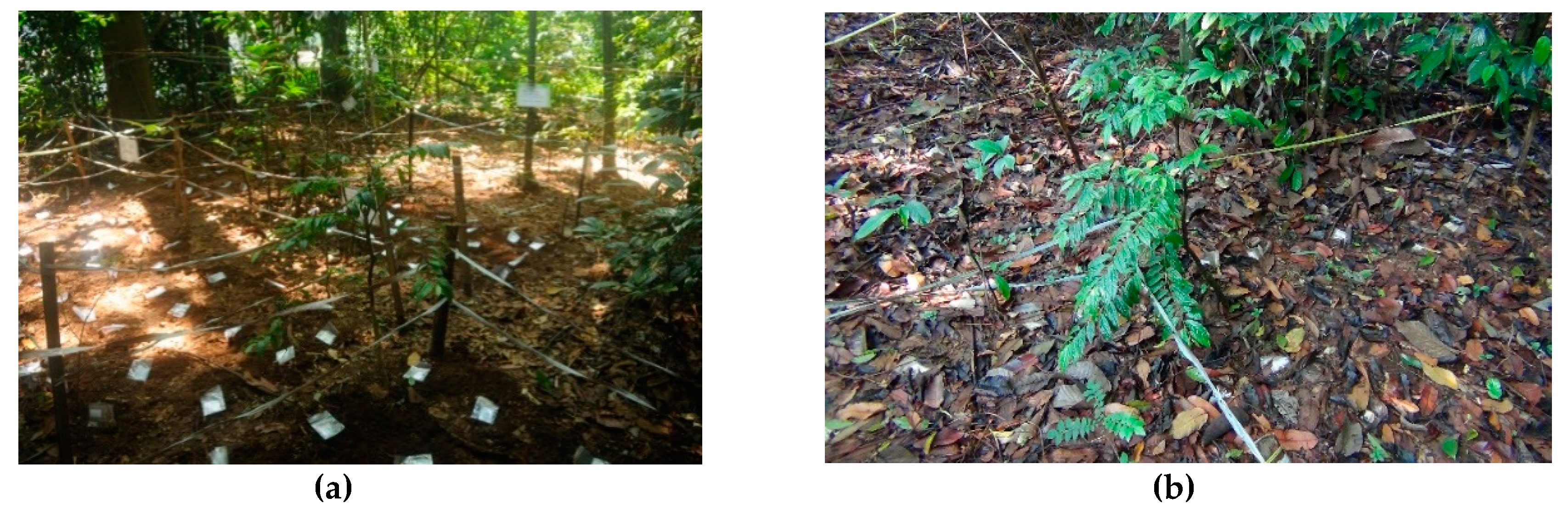 Forests 12 00900 g002 Forests 12 00900 g002