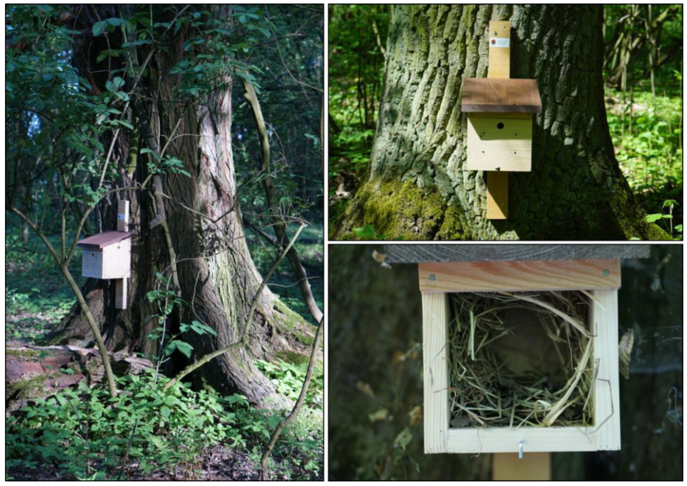 Forests 12 00907 g002