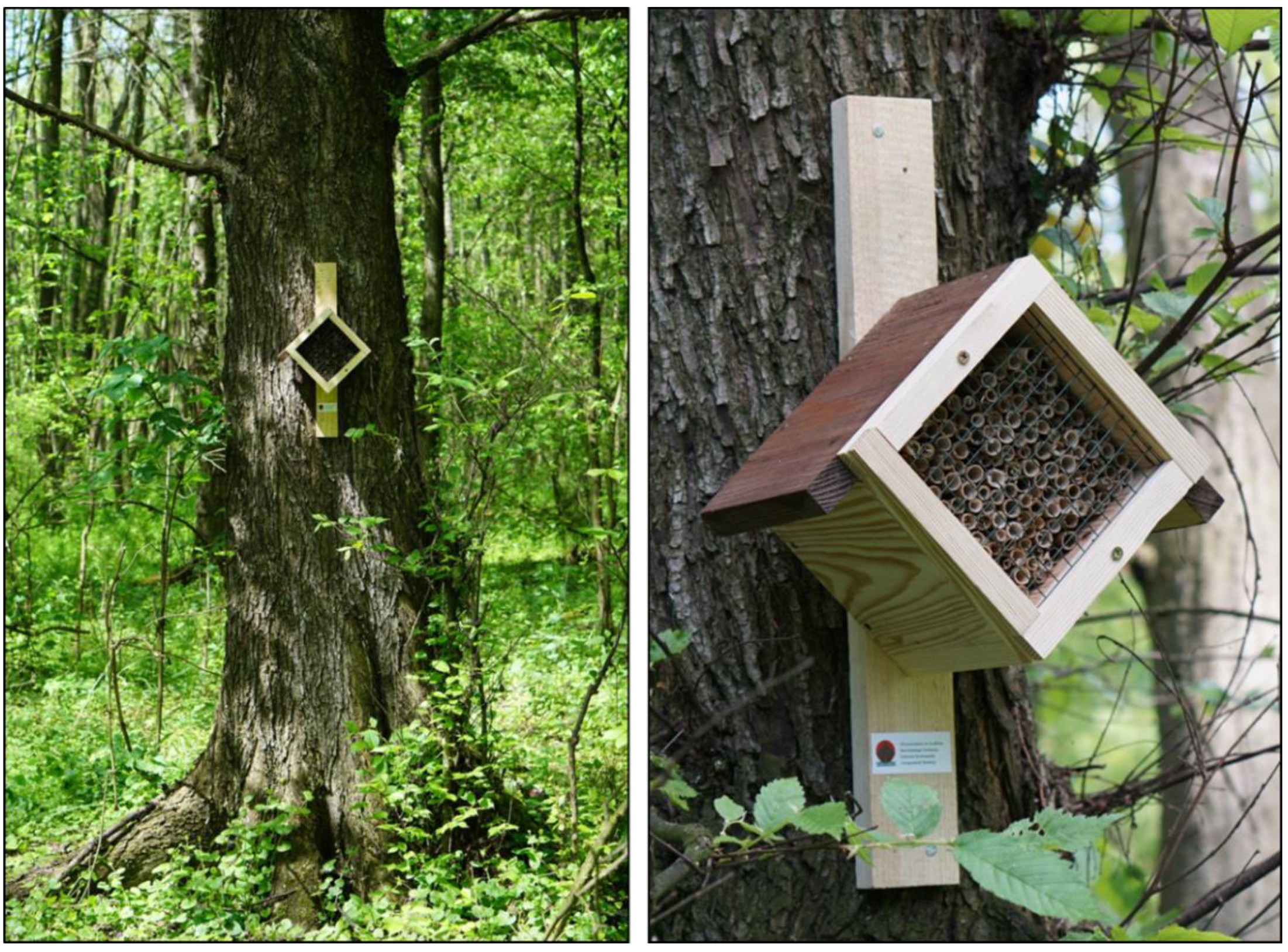 Forests 12 00907 g003