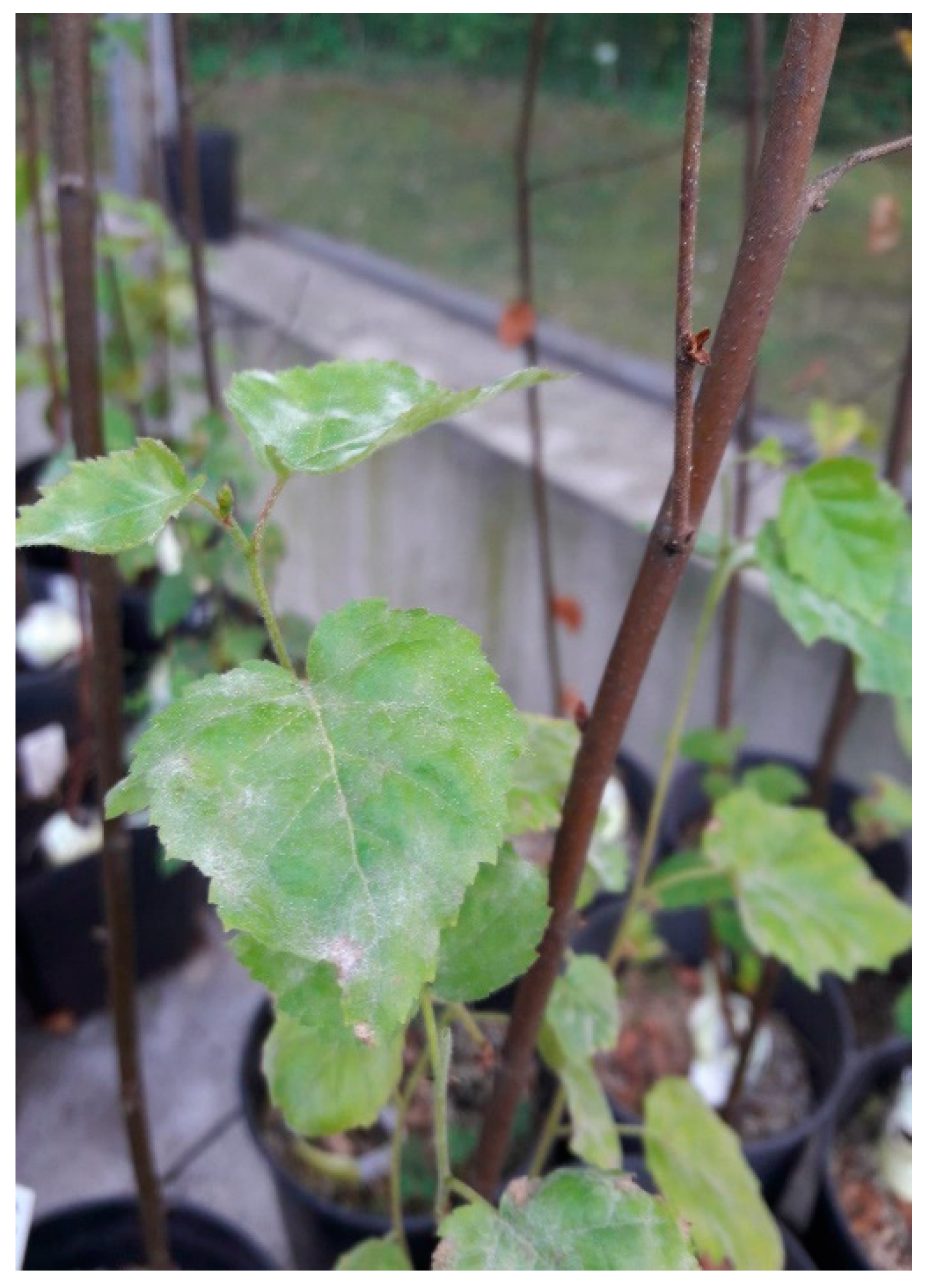 Forests 12 00910 g006 Forests 12 00910 g006