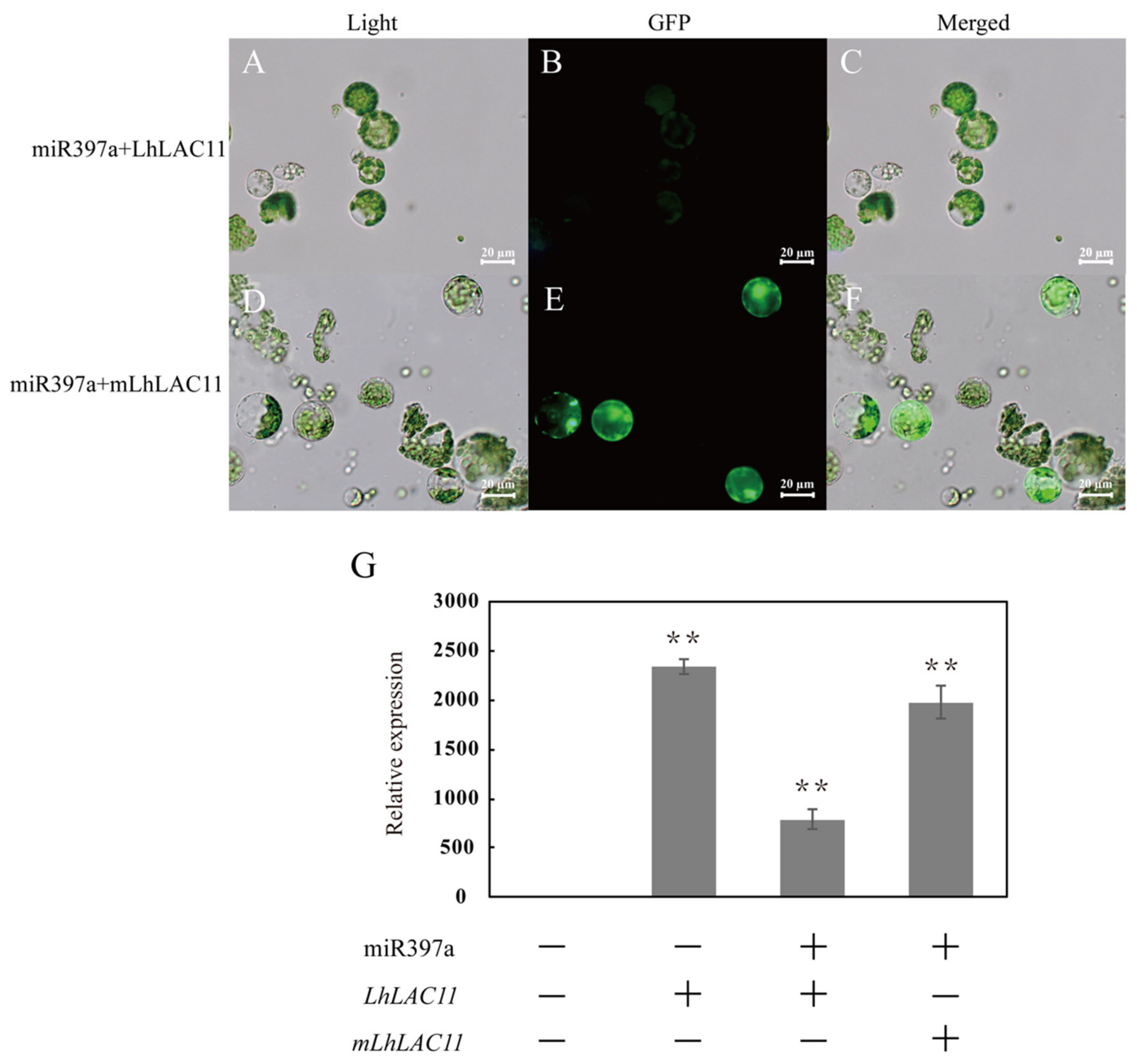 Forests 12 00912 g003 550
