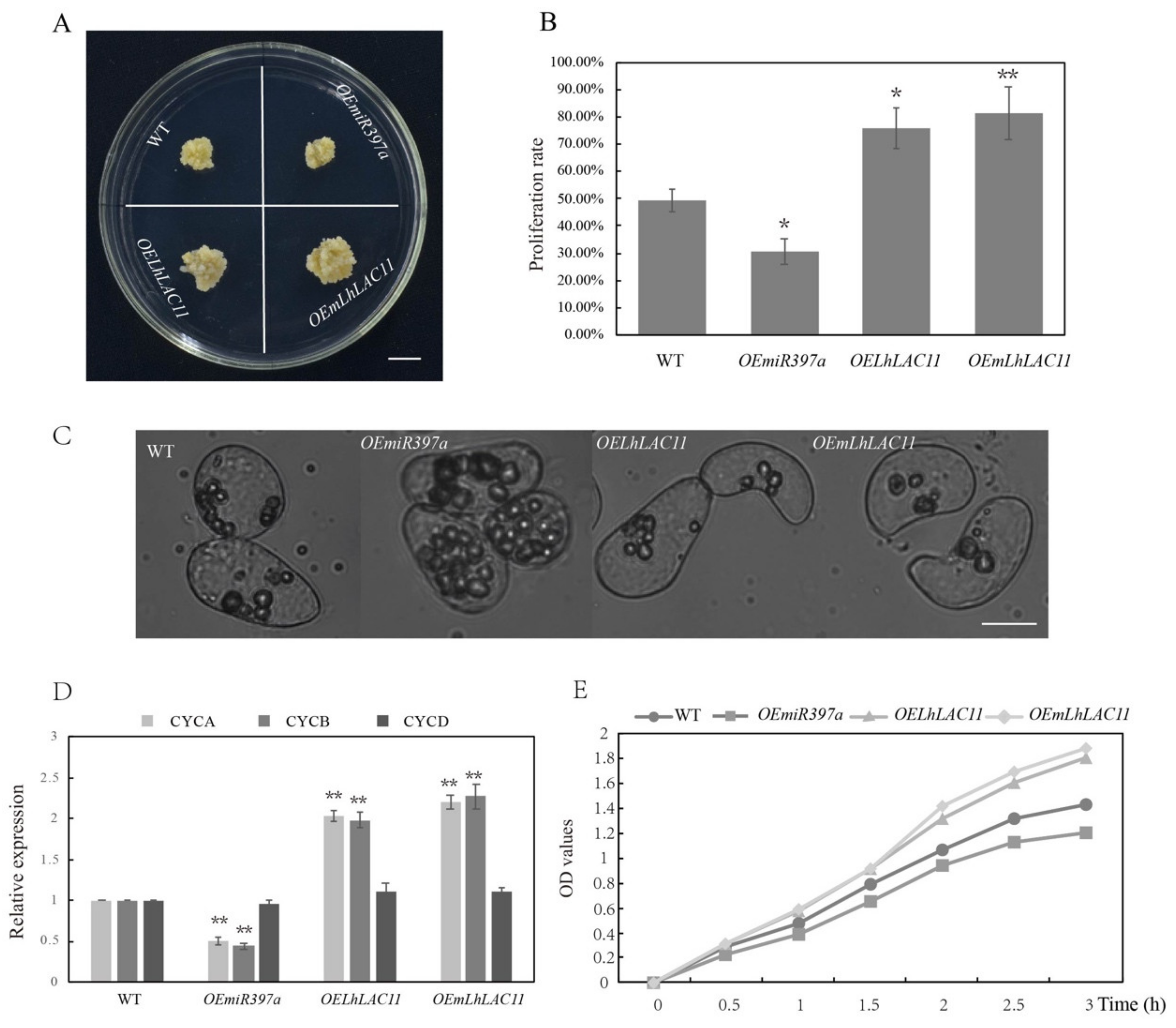 Forests 12 00912 g004 550