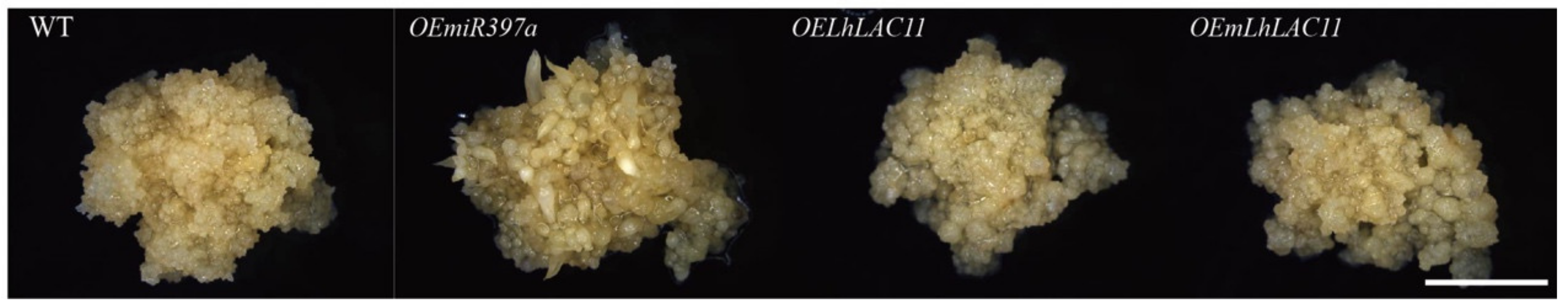 Forests 12 00912 g005 550