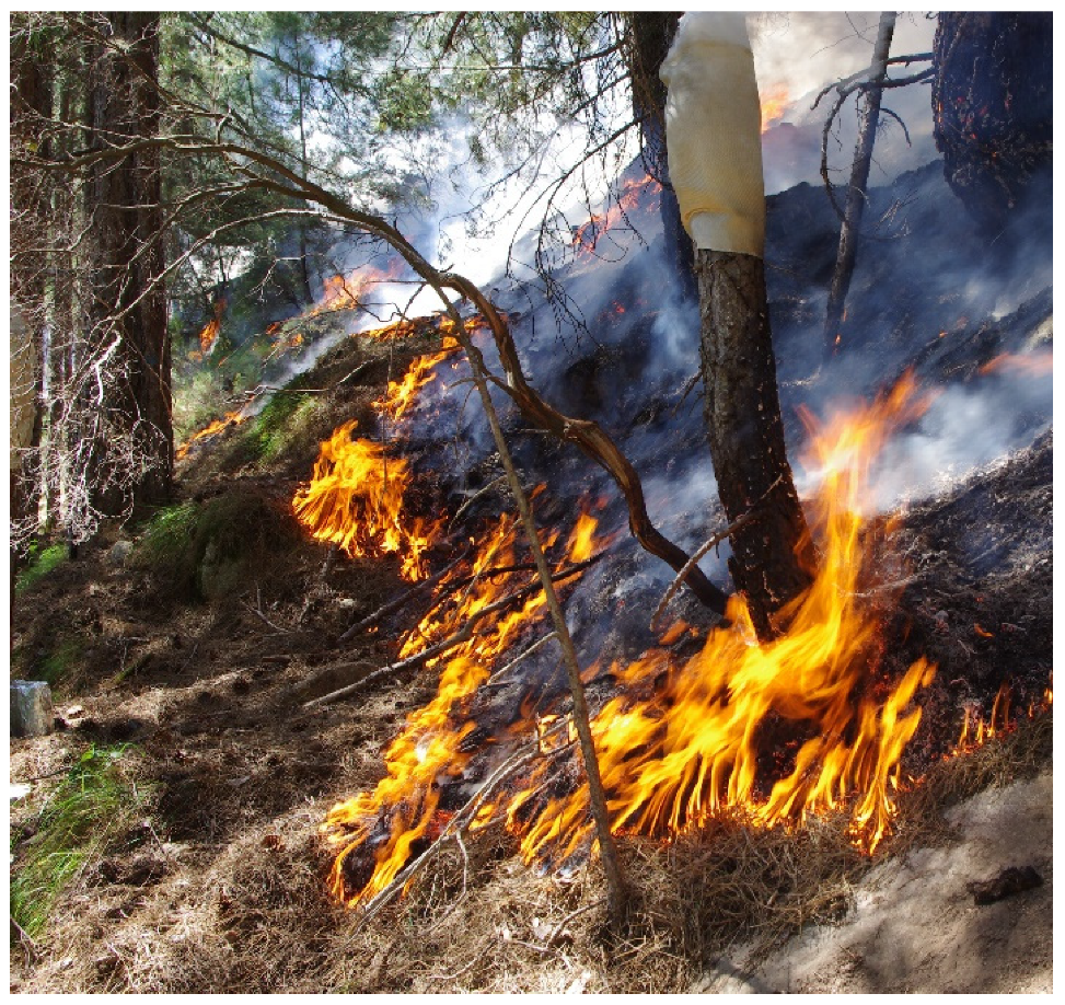 Forests 12 00915 g002 Forests 12 00915 g002