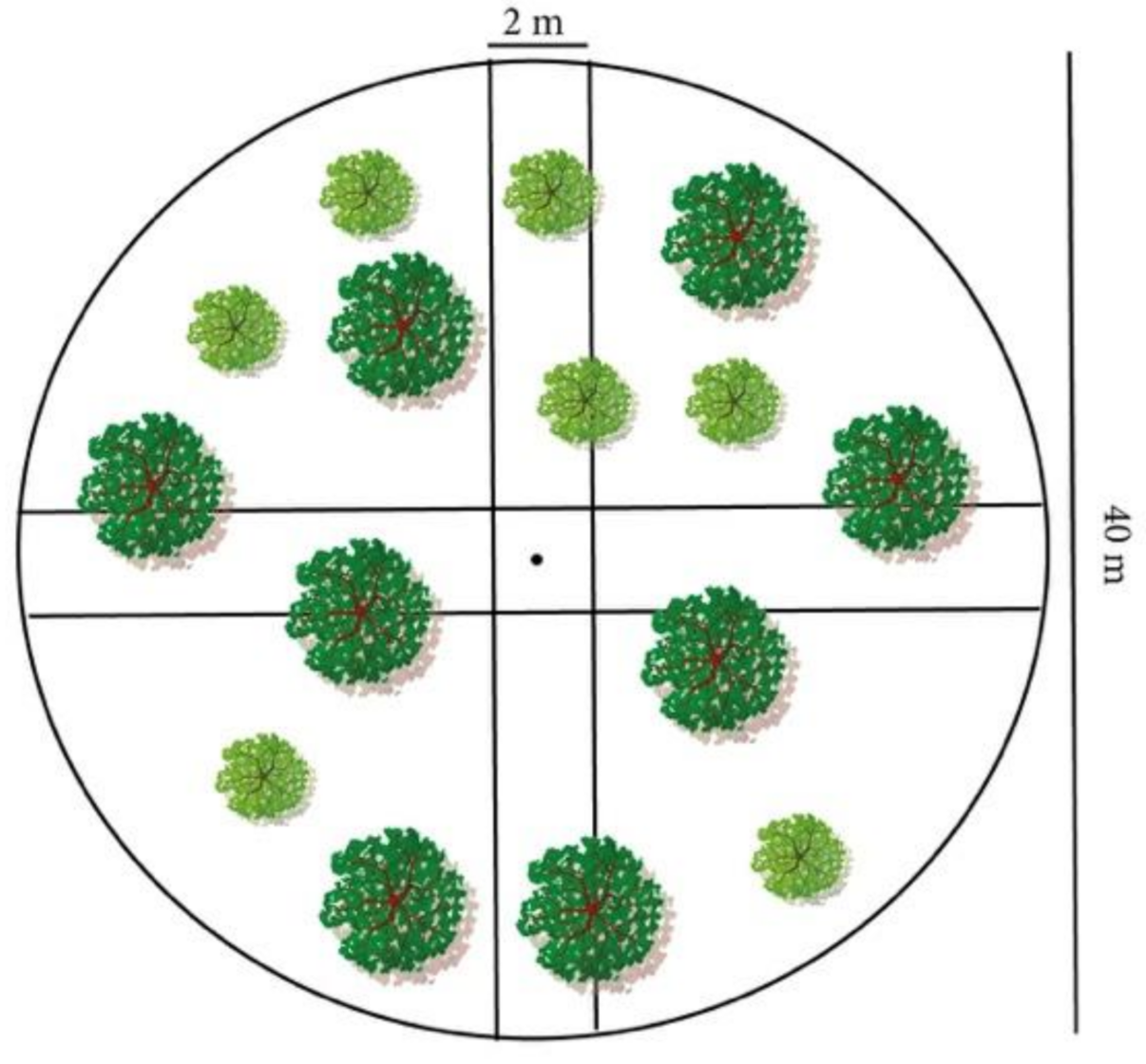 Forests 12 00916 g002