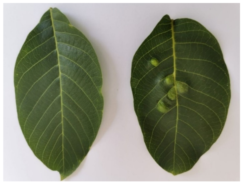 Forests 12 00920 g001