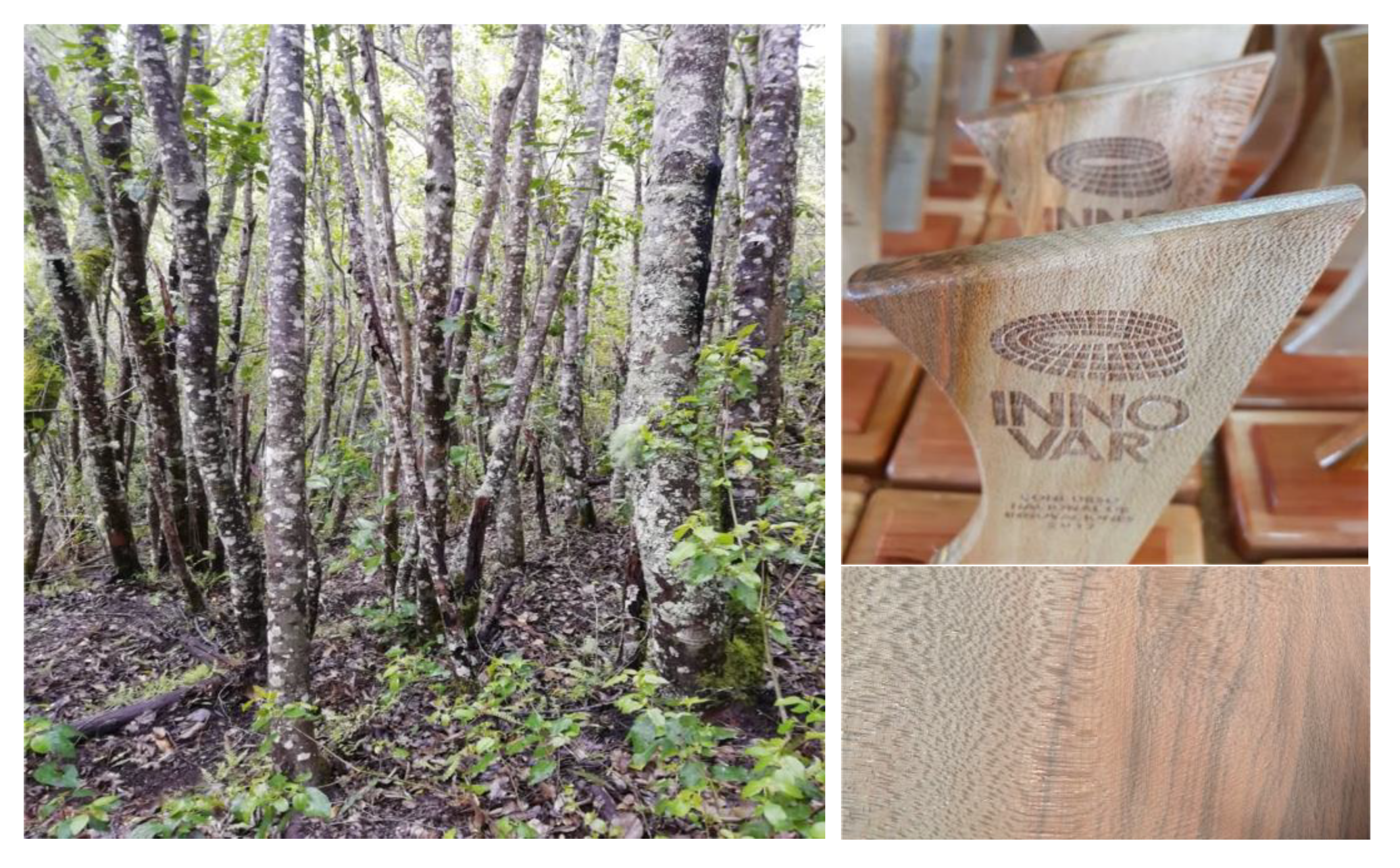 Forests 12 00923 g001