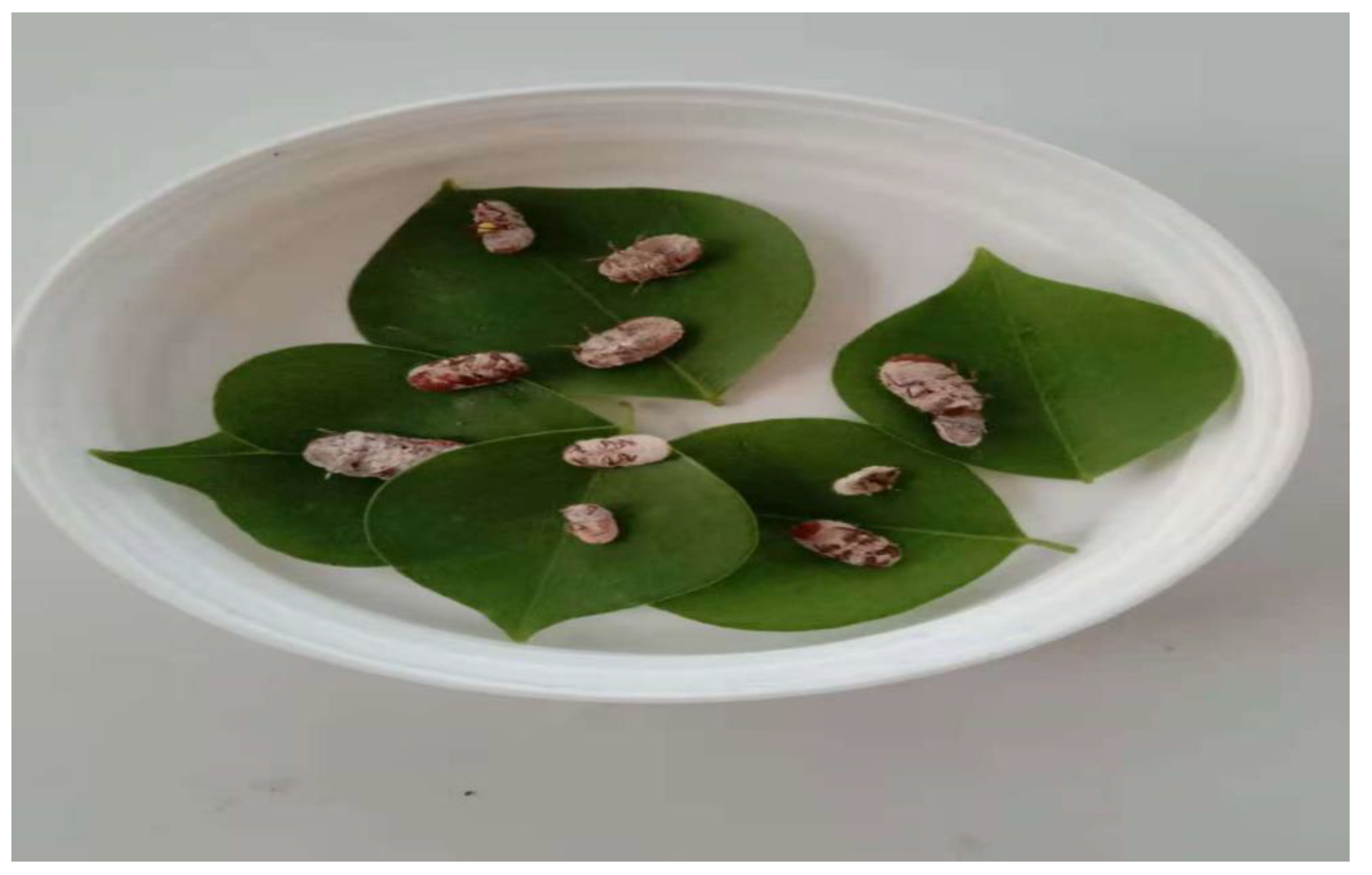 Forests 12 00936 g001