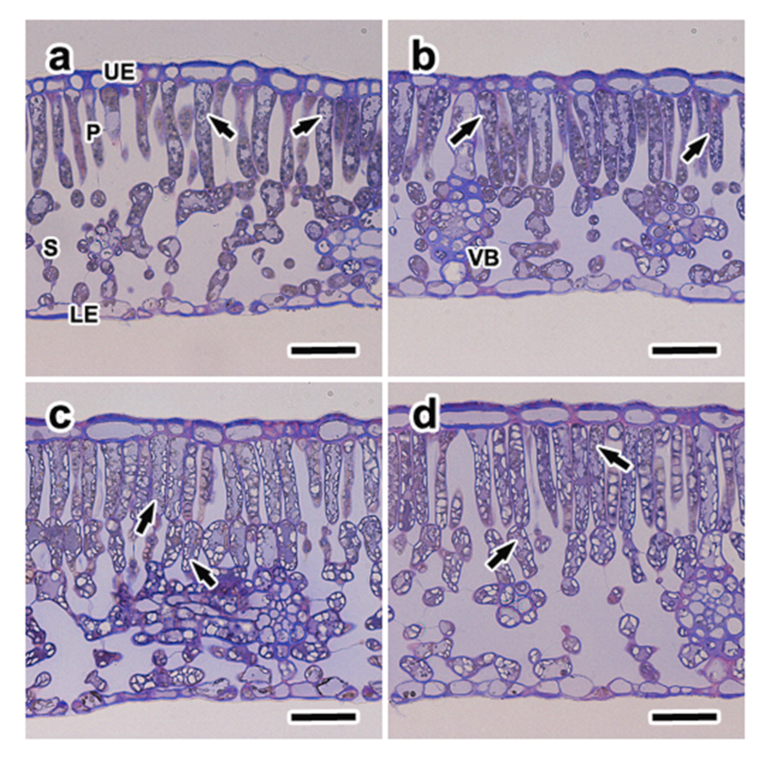 Forests 12 00939 g005 550