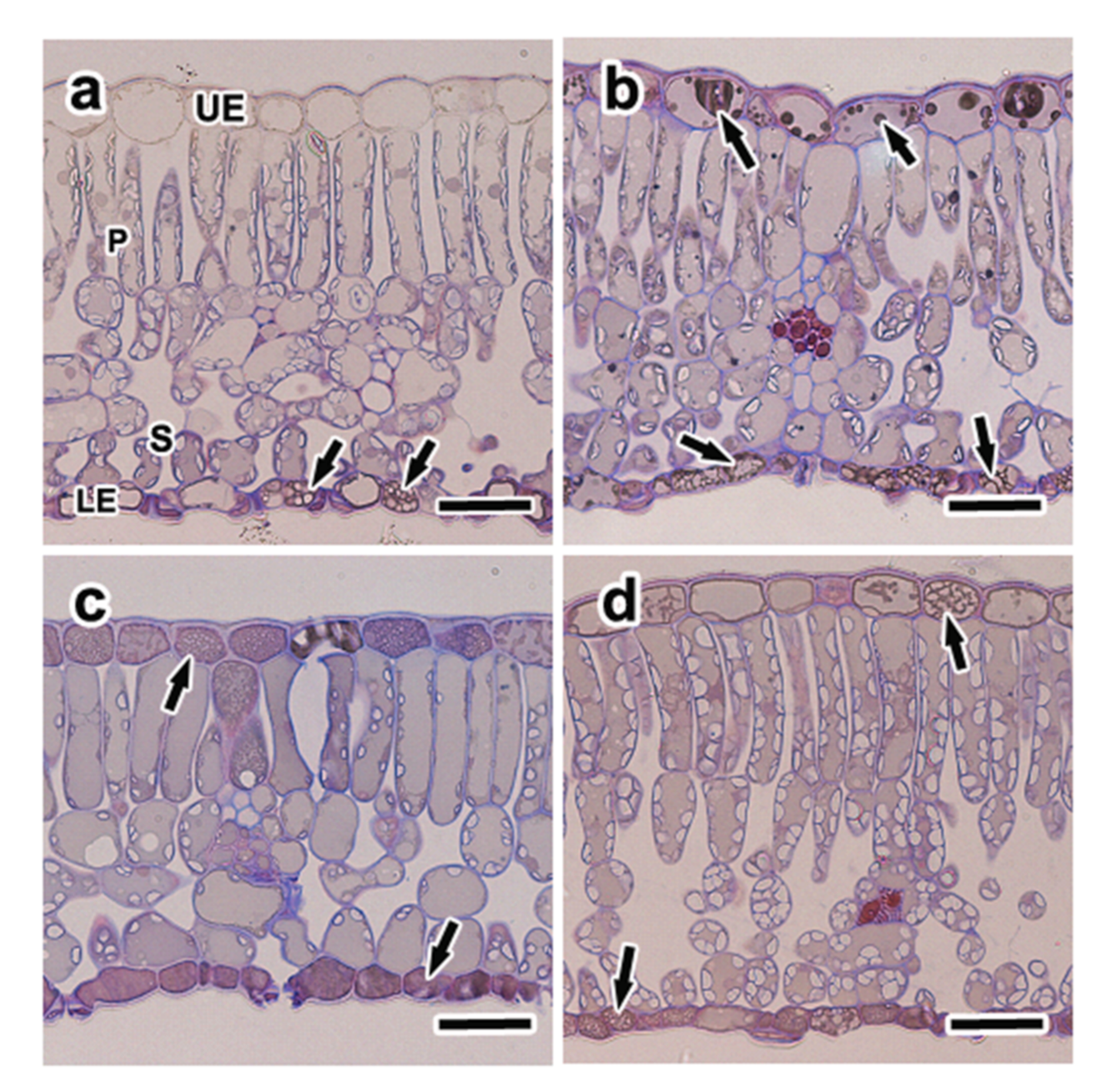 Forests 12 00939 g006 550