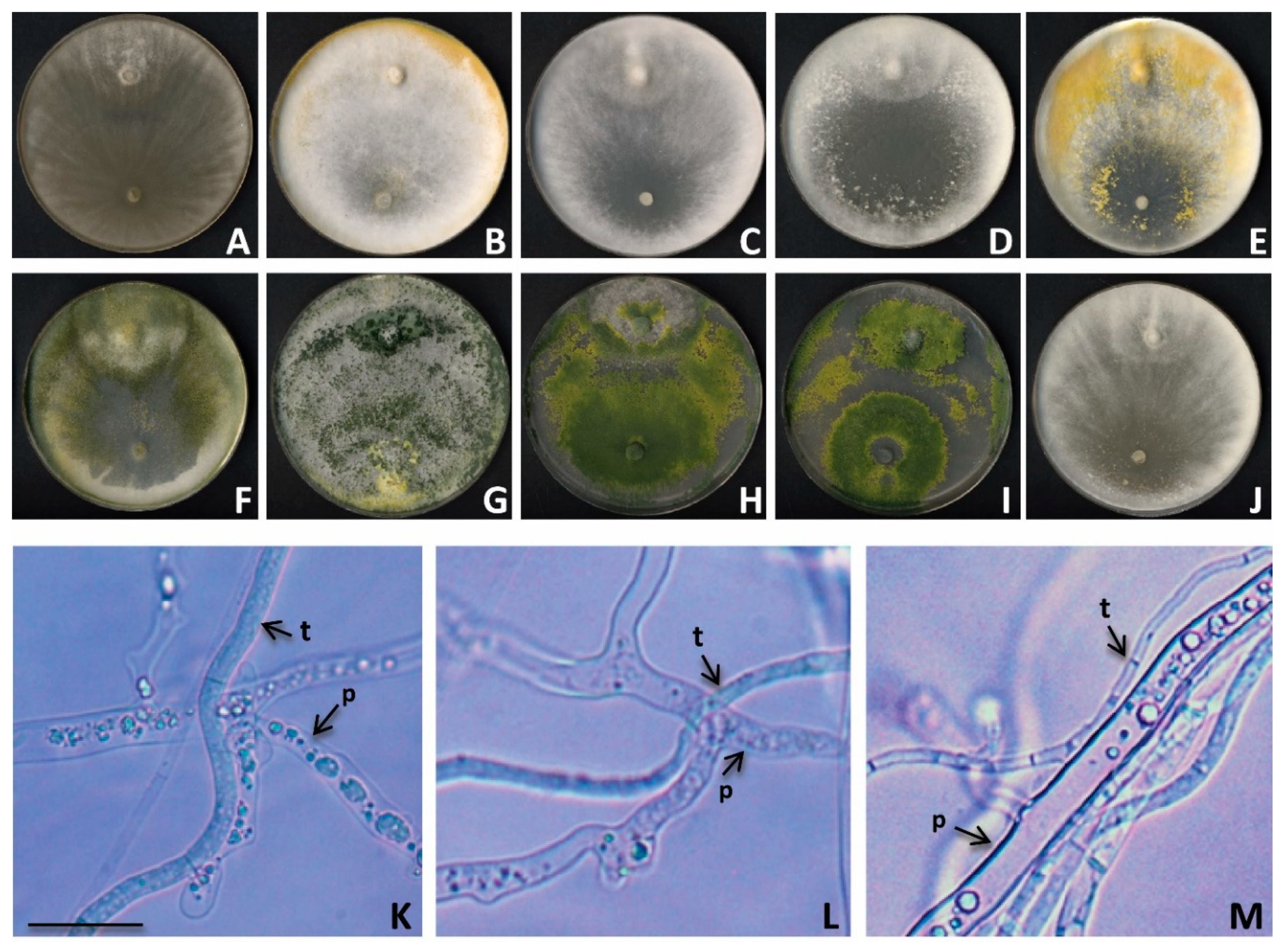 Forests 12 00945 g004 Forests 12 00945 g004