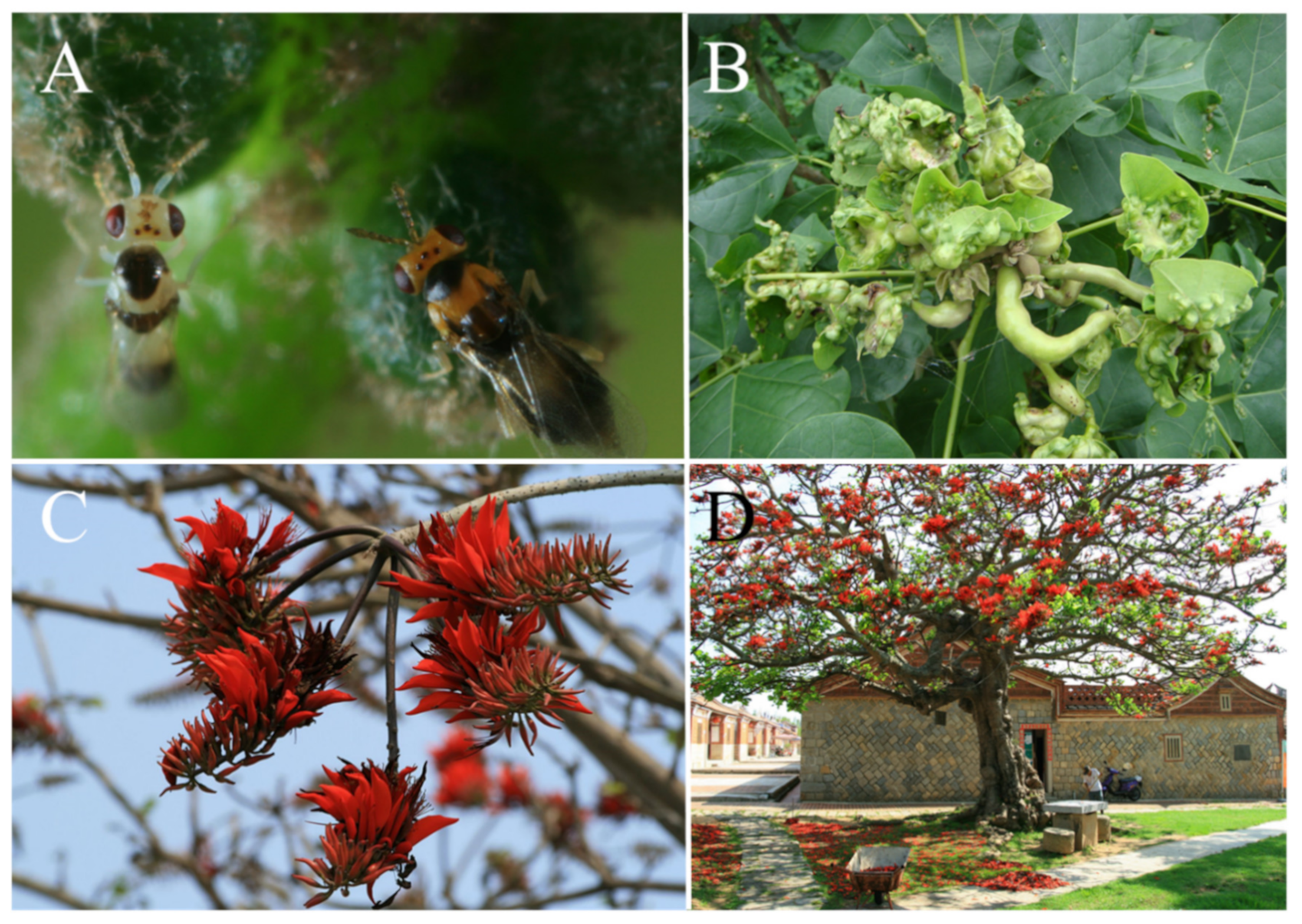 Forests 12 00948 g001 Forests 12 00948 g001