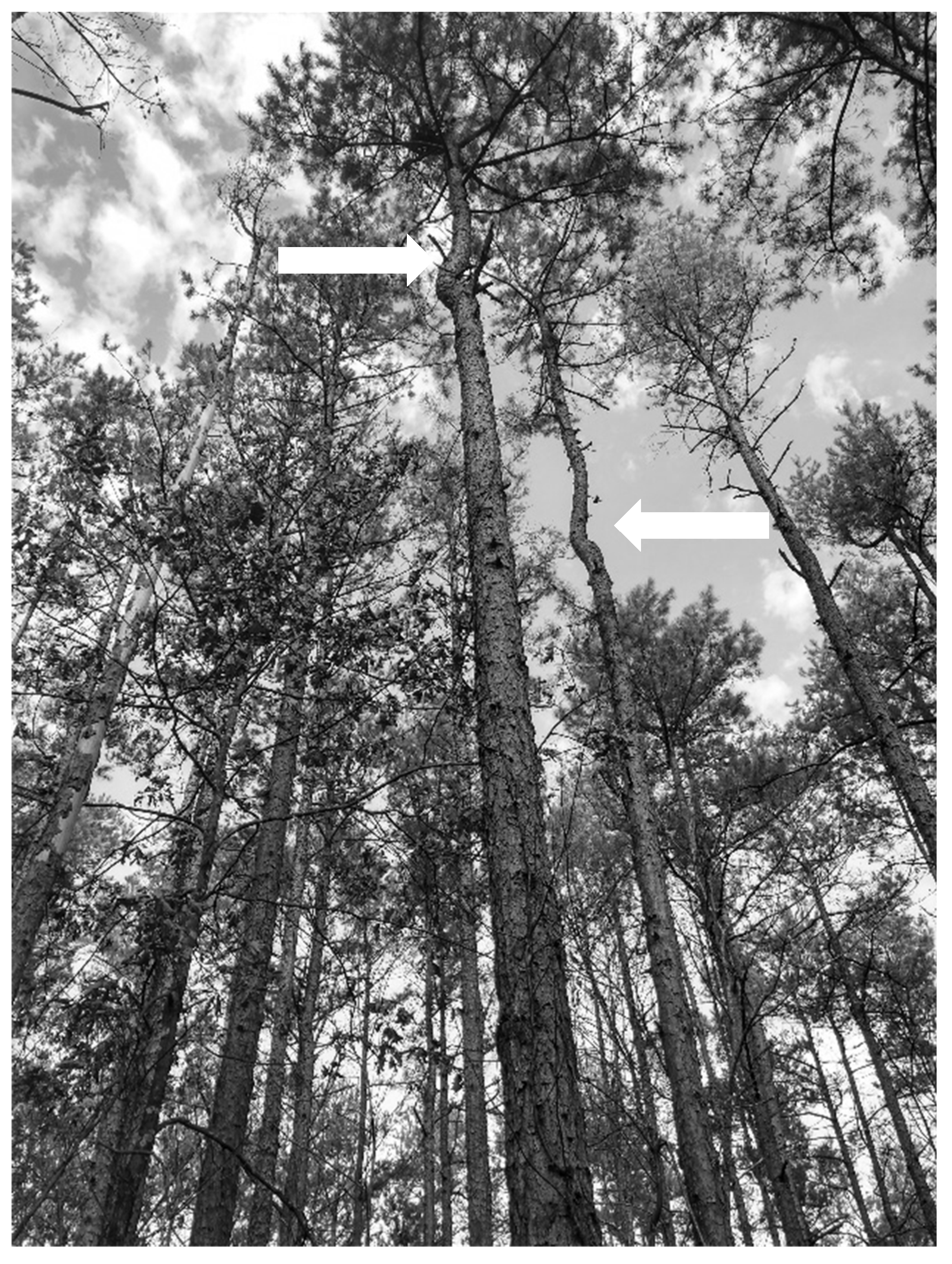 Forests 12 00953 g002