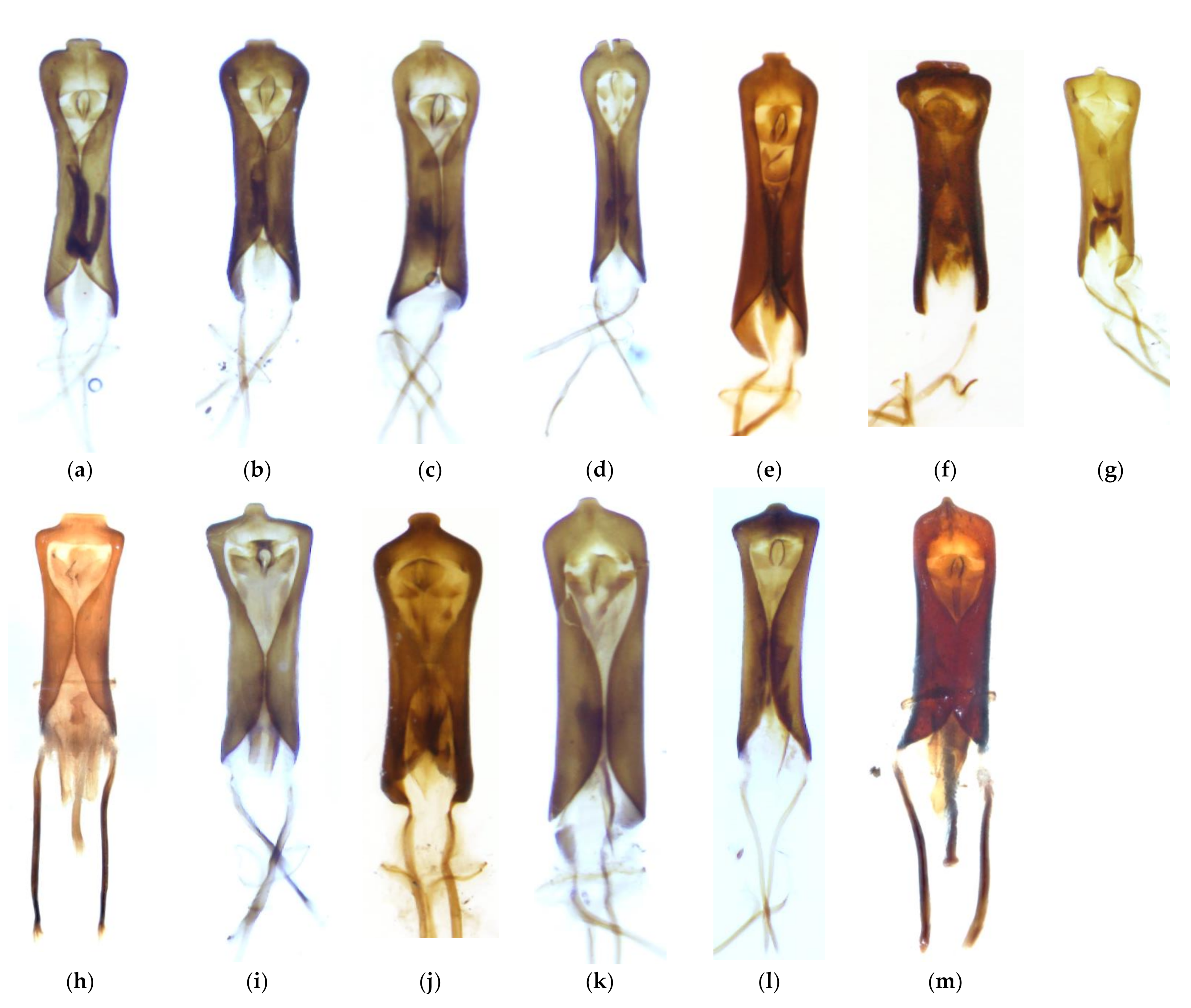 Forests 12 00969 g002