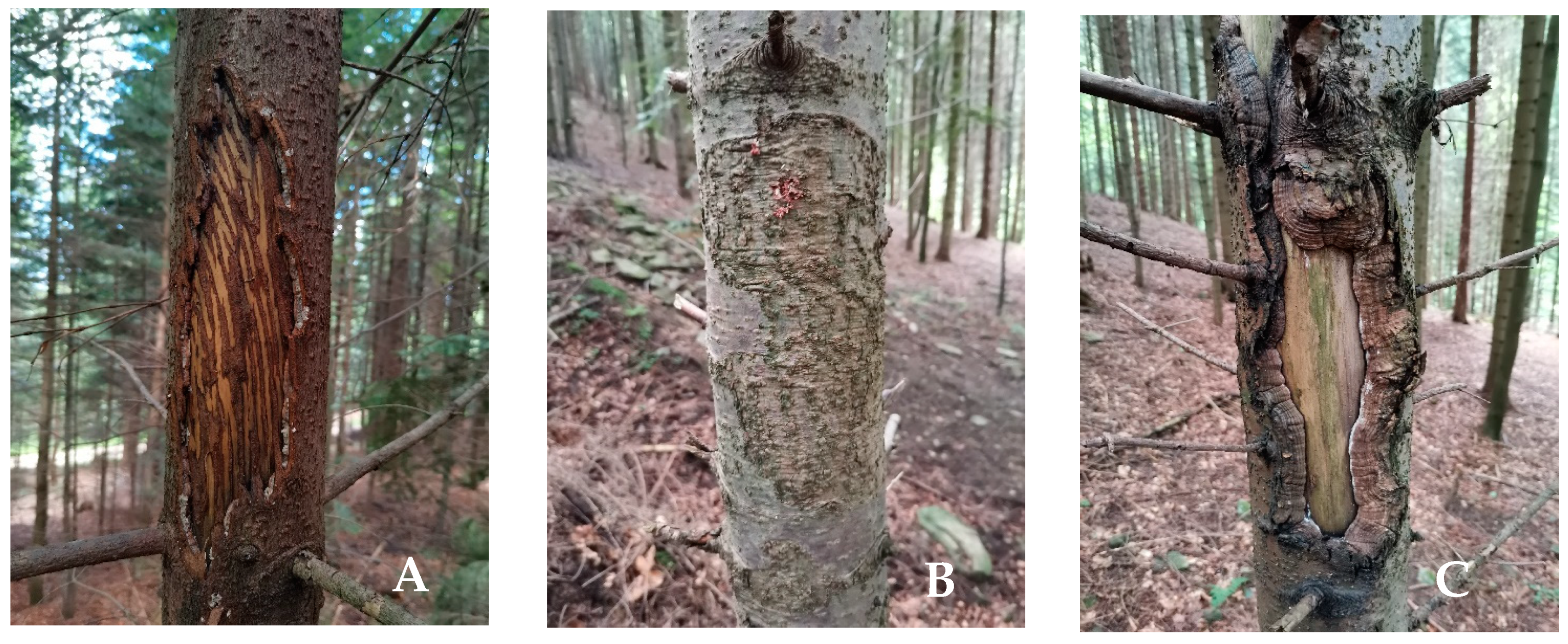 Forests 12 00976 g002