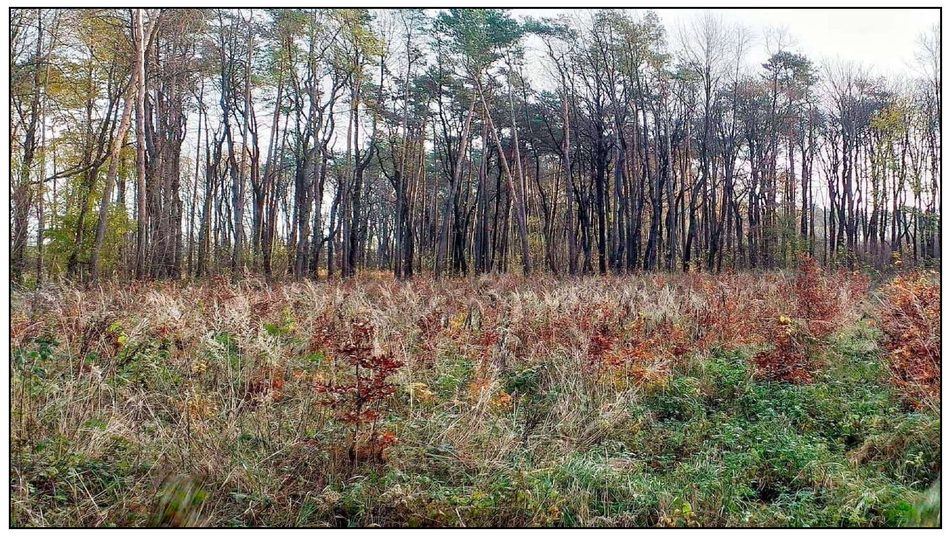 Forests 12 00993 sch002