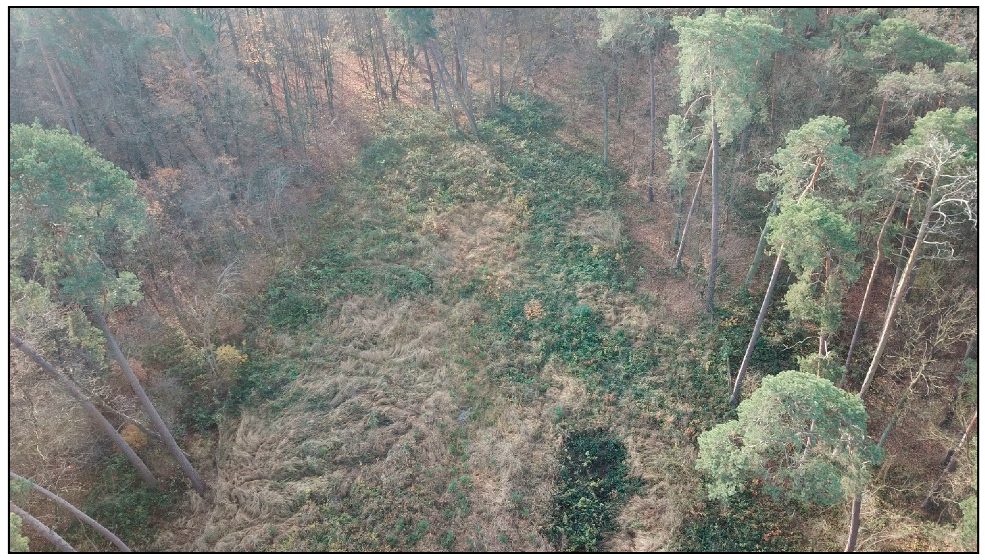 Forests 12 00993 sch003