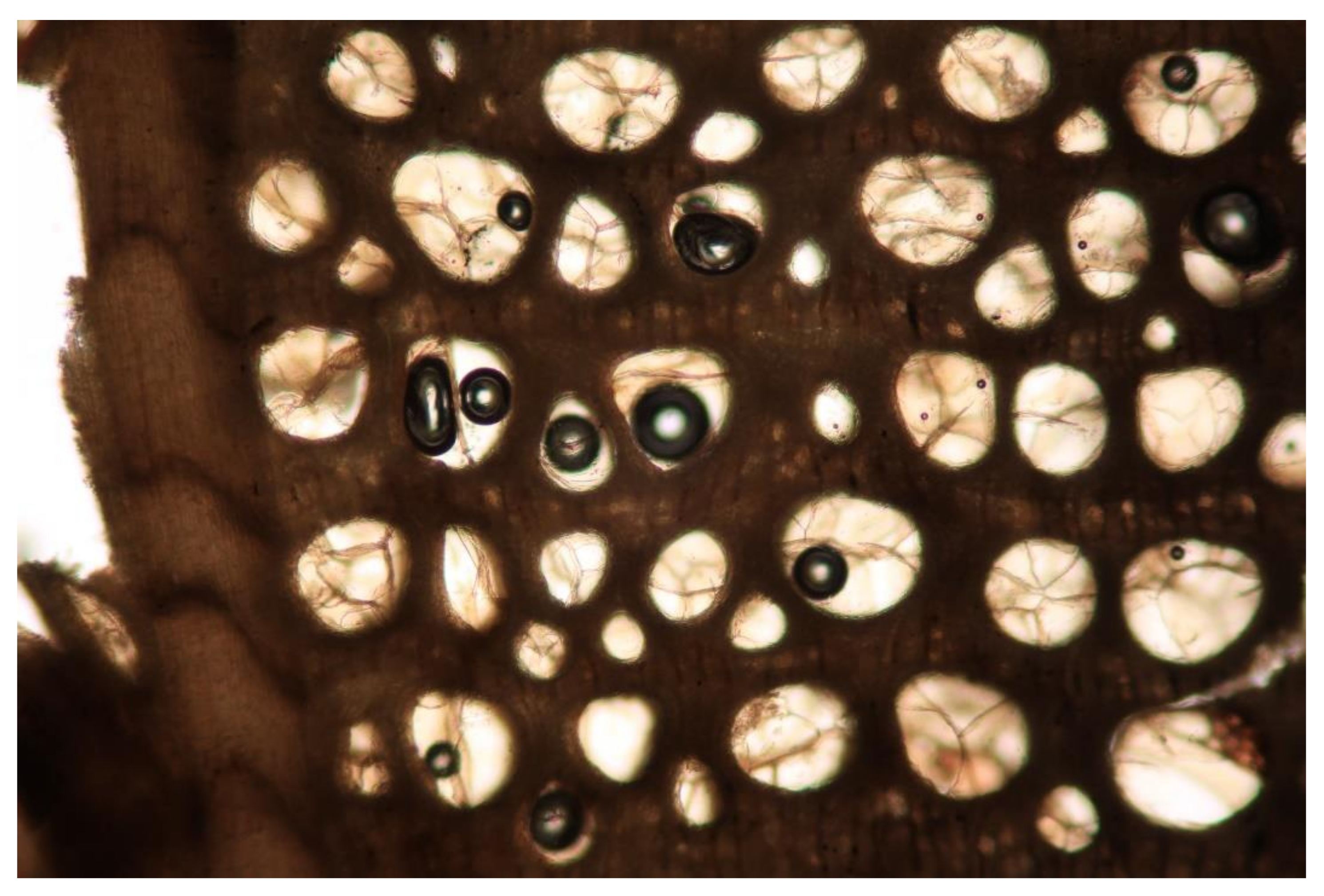 Forests 12 01001 g005 Forests 12 01001 g005