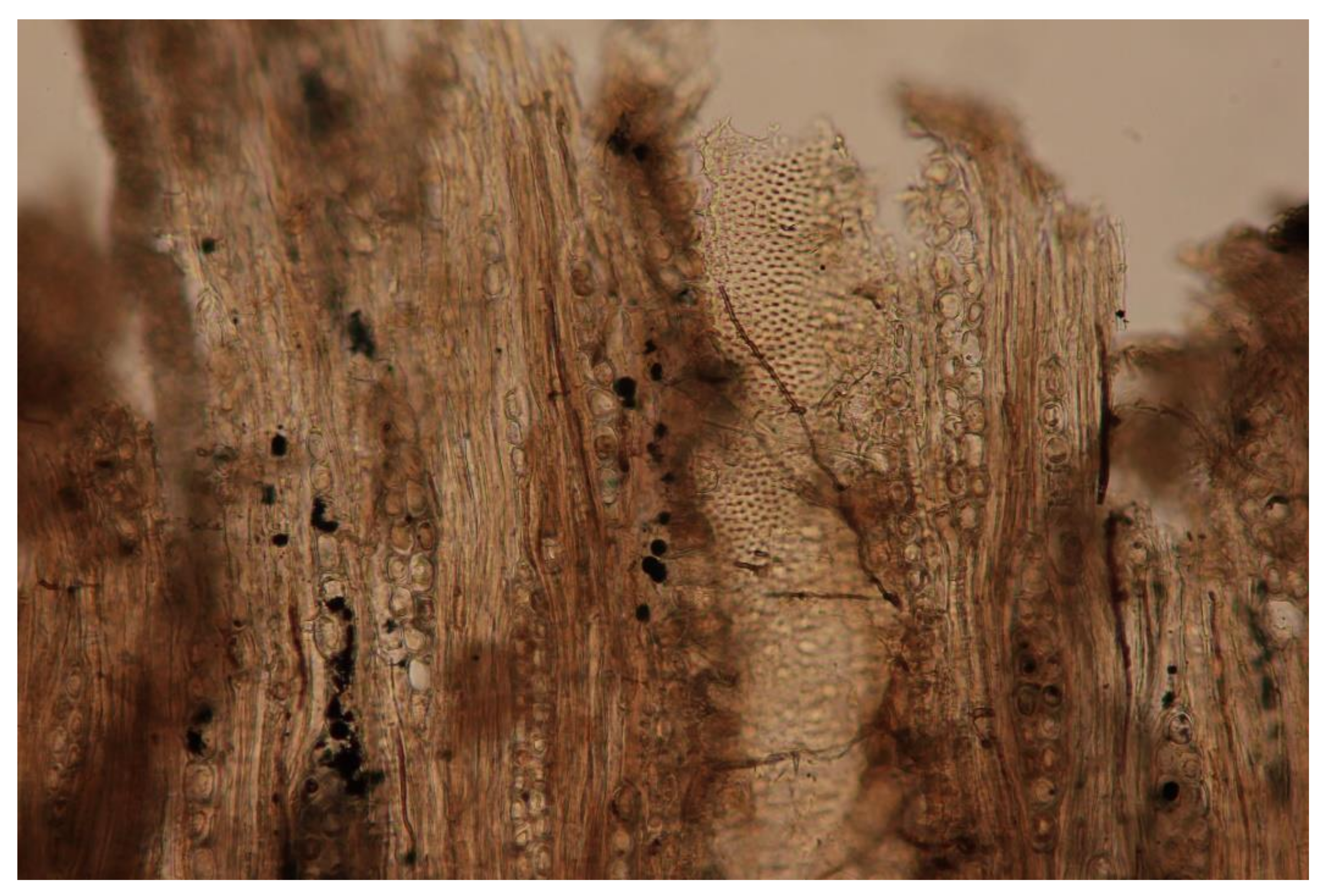 Forests 12 01001 g006 Forests 12 01001 g006