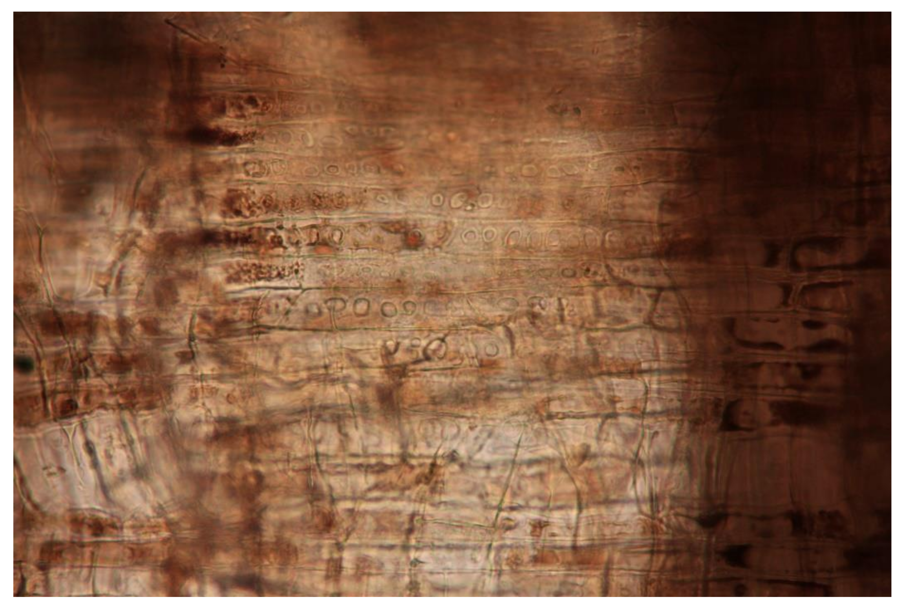 Forests 12 01001 g007 Forests 12 01001 g007