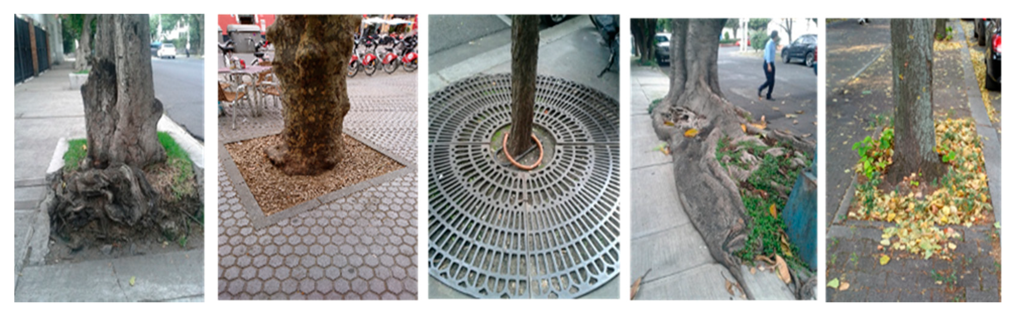 Forests 12 01010 g001