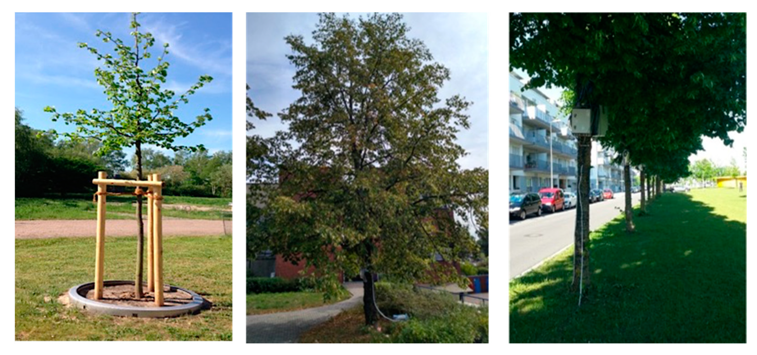 Forests 12 01010 g008