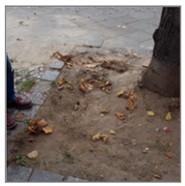 Forests 12 01010 i001