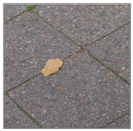 Forests 12 01010 i003