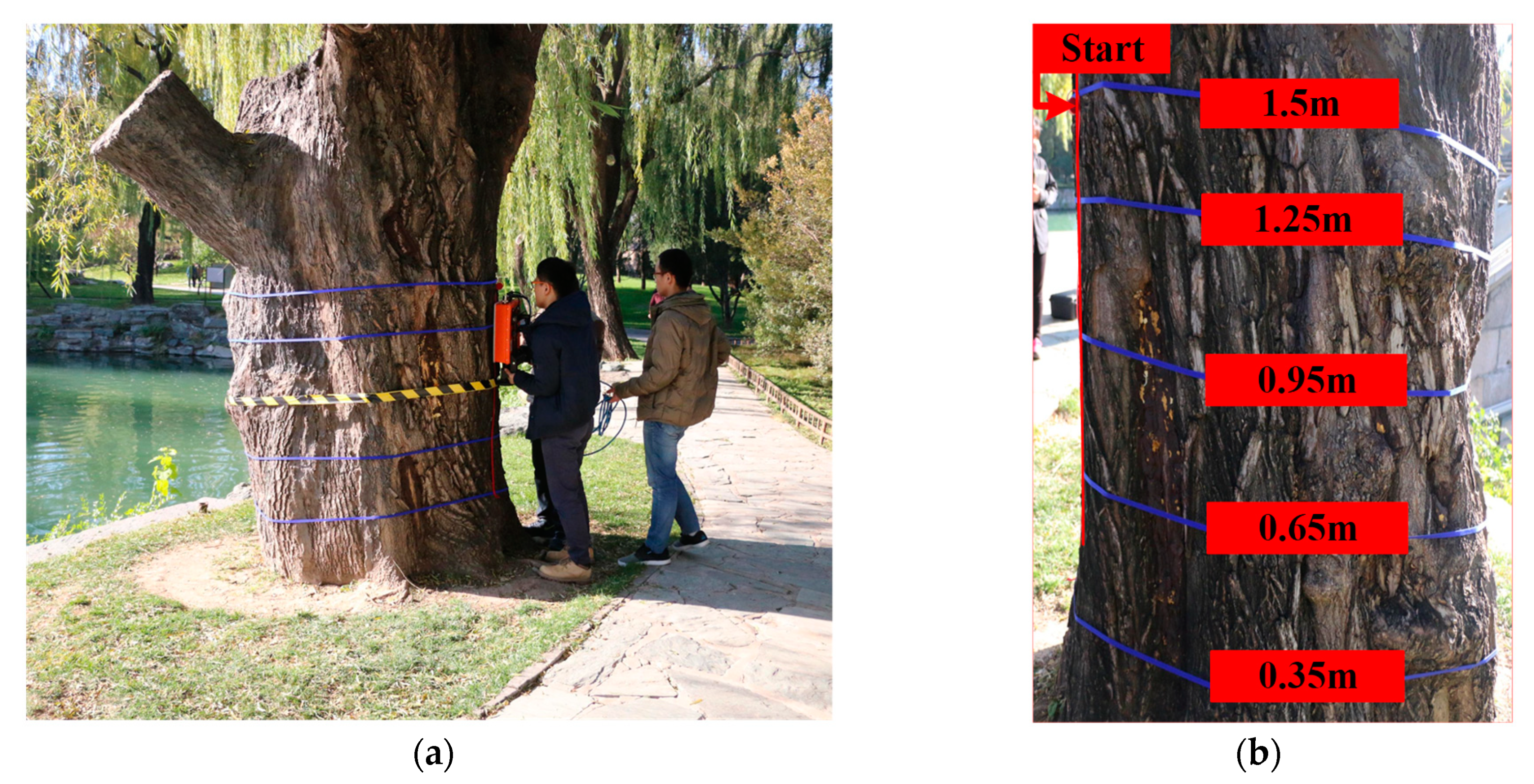 Forests 12 01012 g008