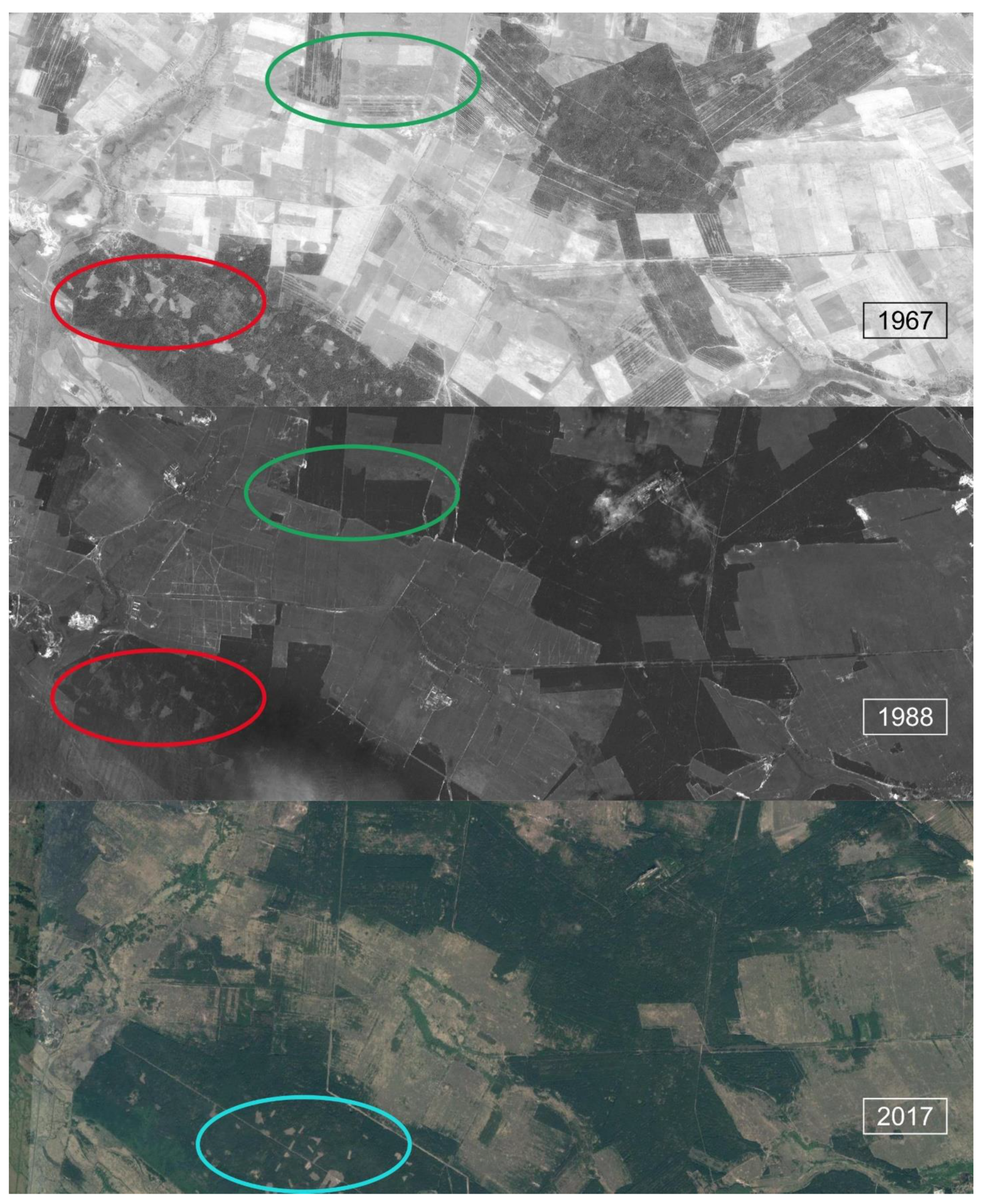 Forests 12 01024 g008