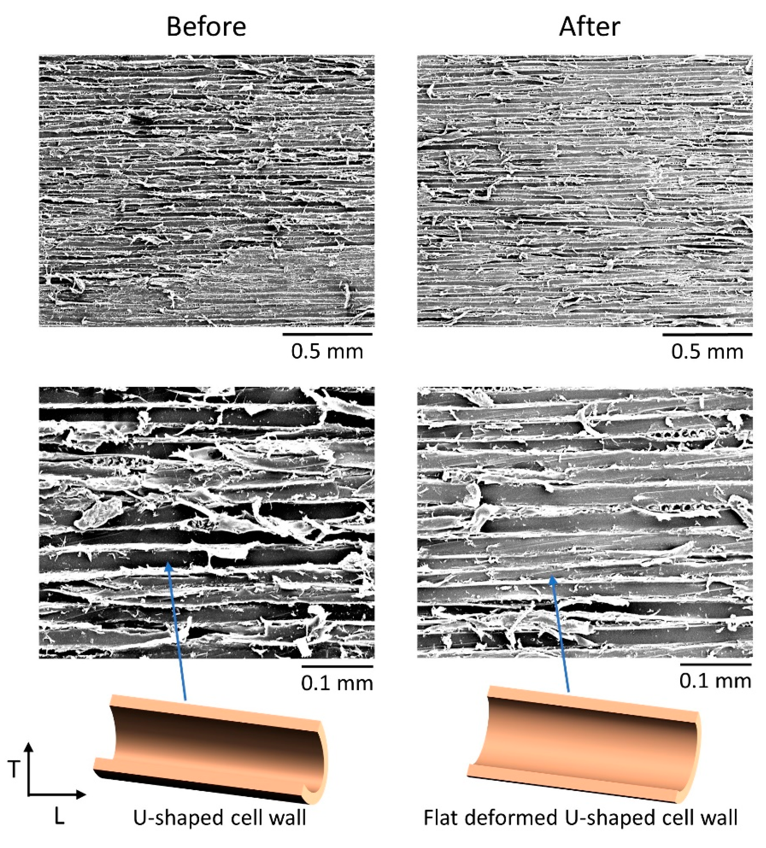 Forests 12 01028 g011