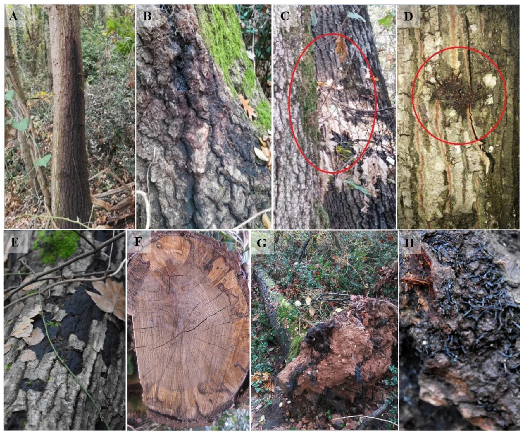 Forests 12 01032 g002 Forests 12 01032 g002