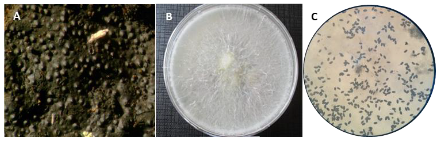 Forests 12 01032 g004 Forests 12 01032 g004