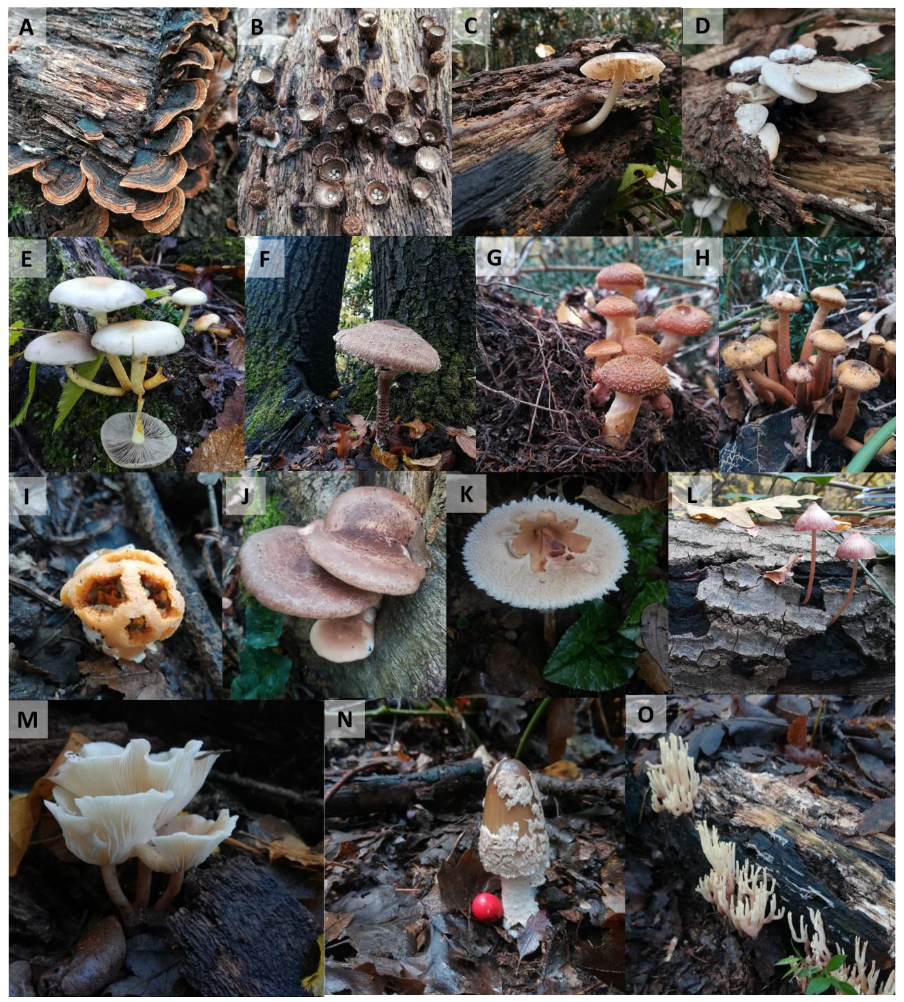 Forests 12 01032 g006 Forests 12 01032 g006