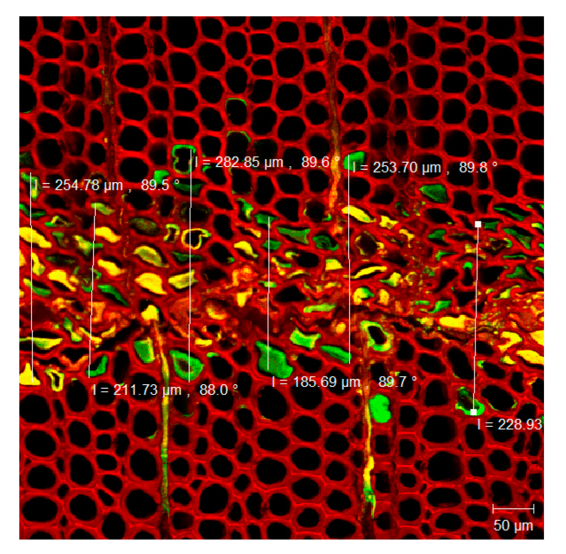 Forests 12 01037 g001