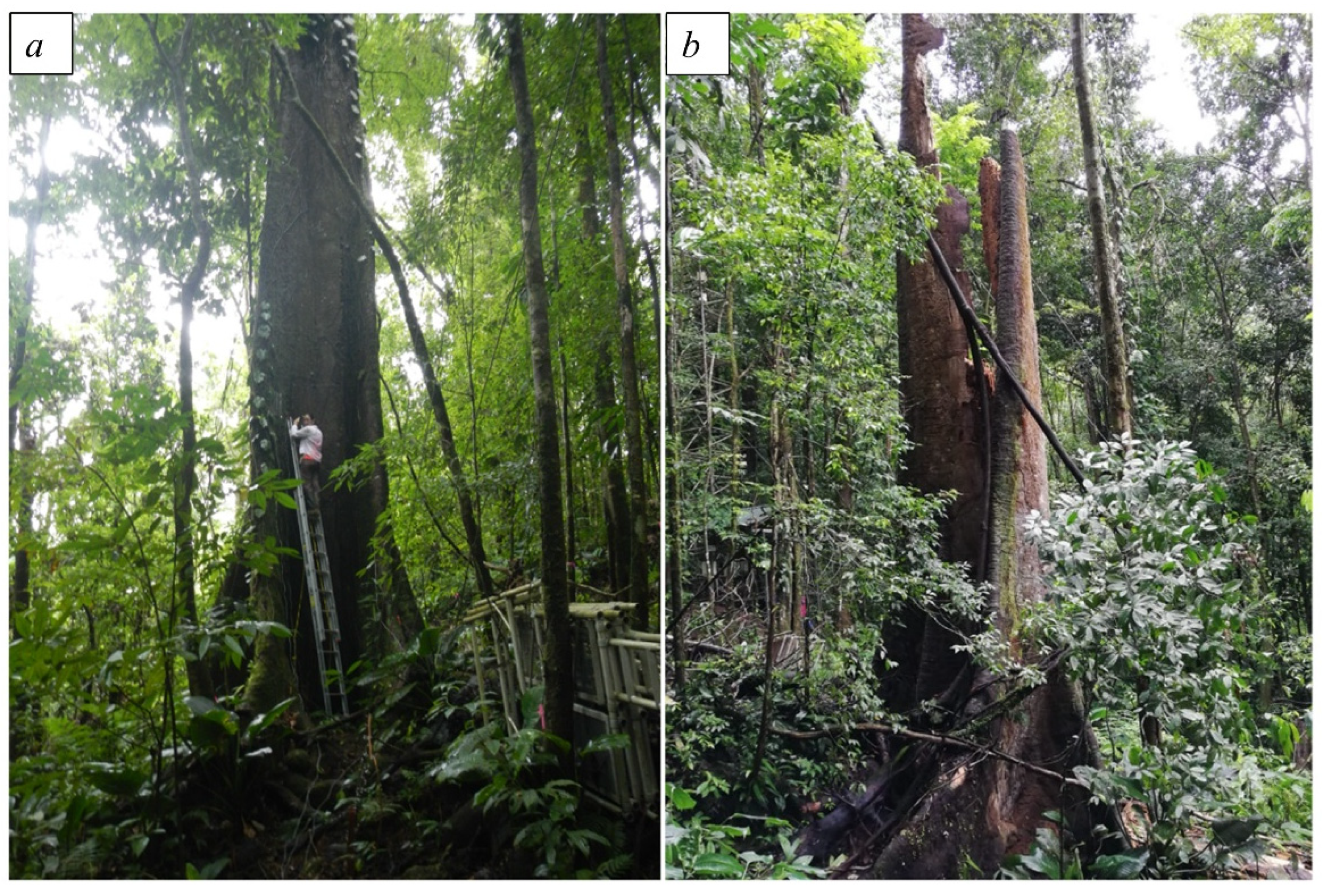 Forests 12 01041 g001 550