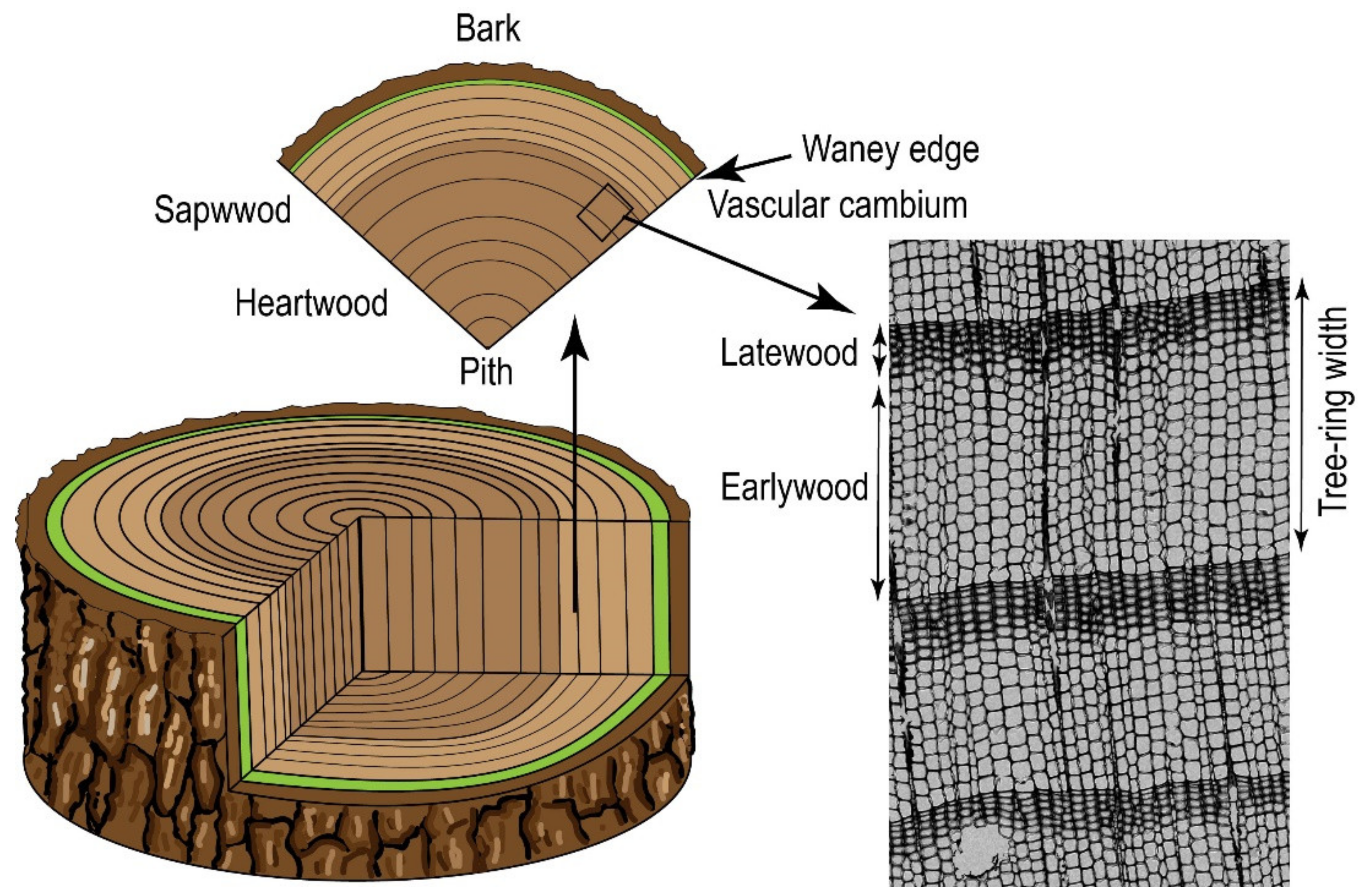 Appalachian Tree Ring Lab | Department of Geography and Planning