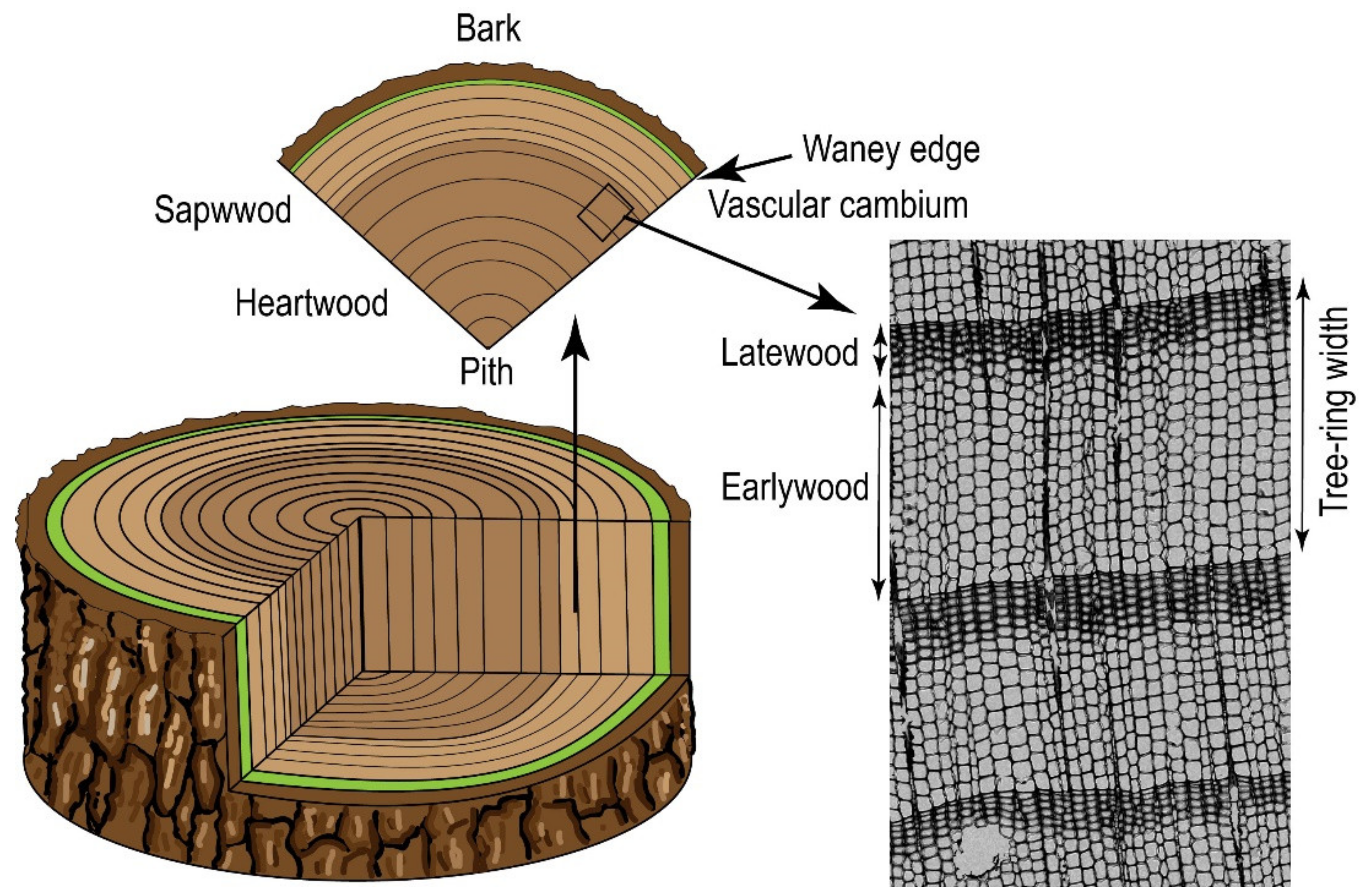 PDF) The interpretation of archaeological tree-ring dates