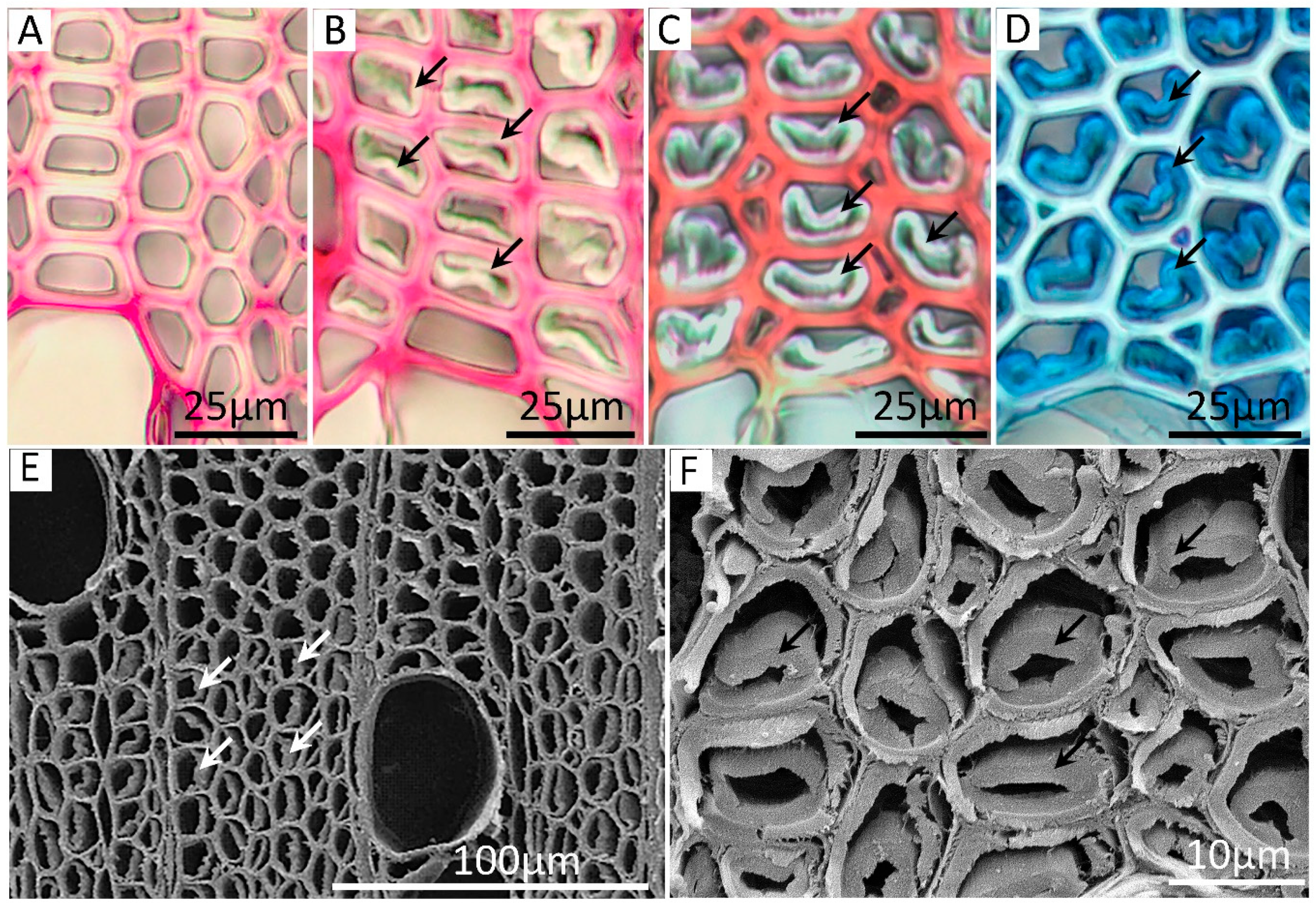 Forests 12 01048 g004