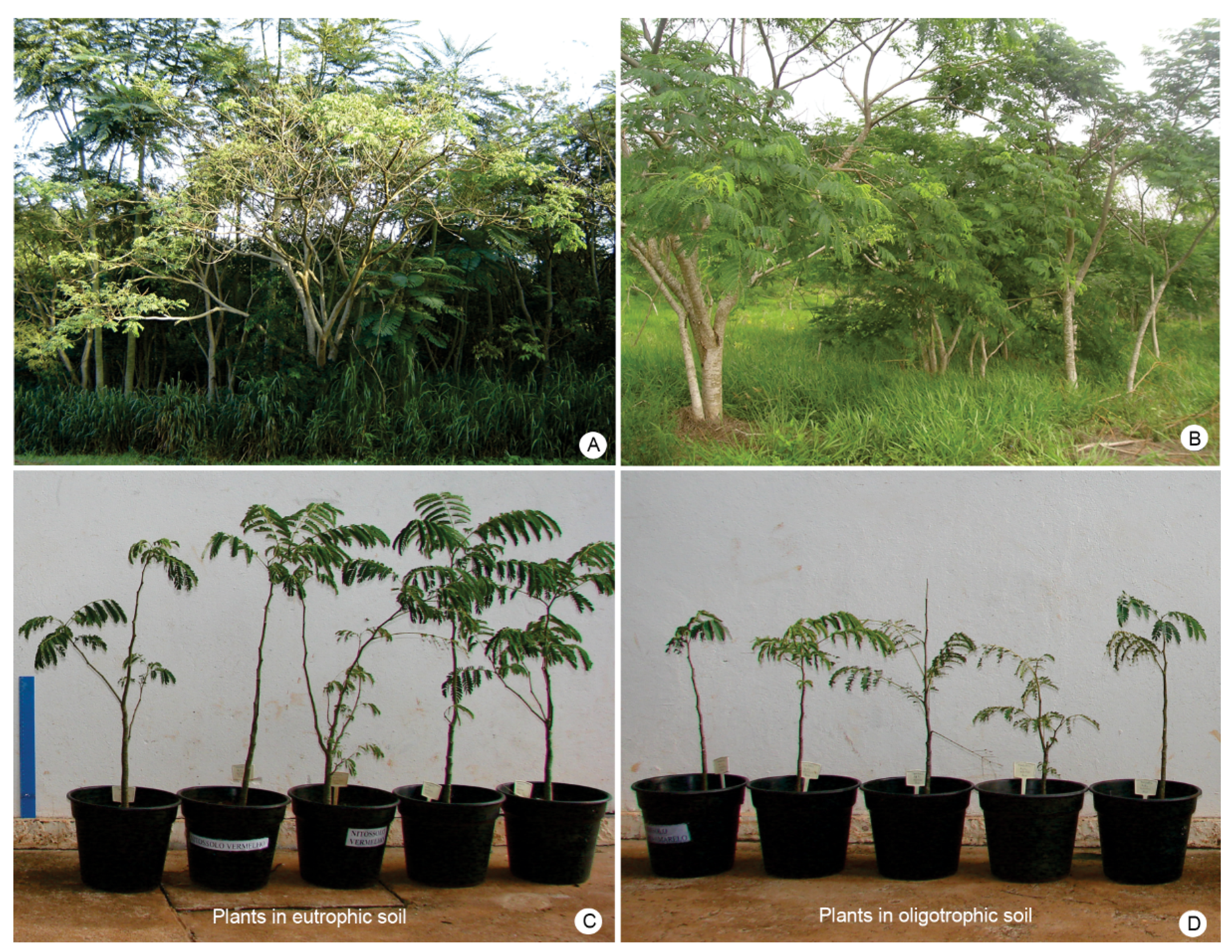 Forests 12 01058 g001