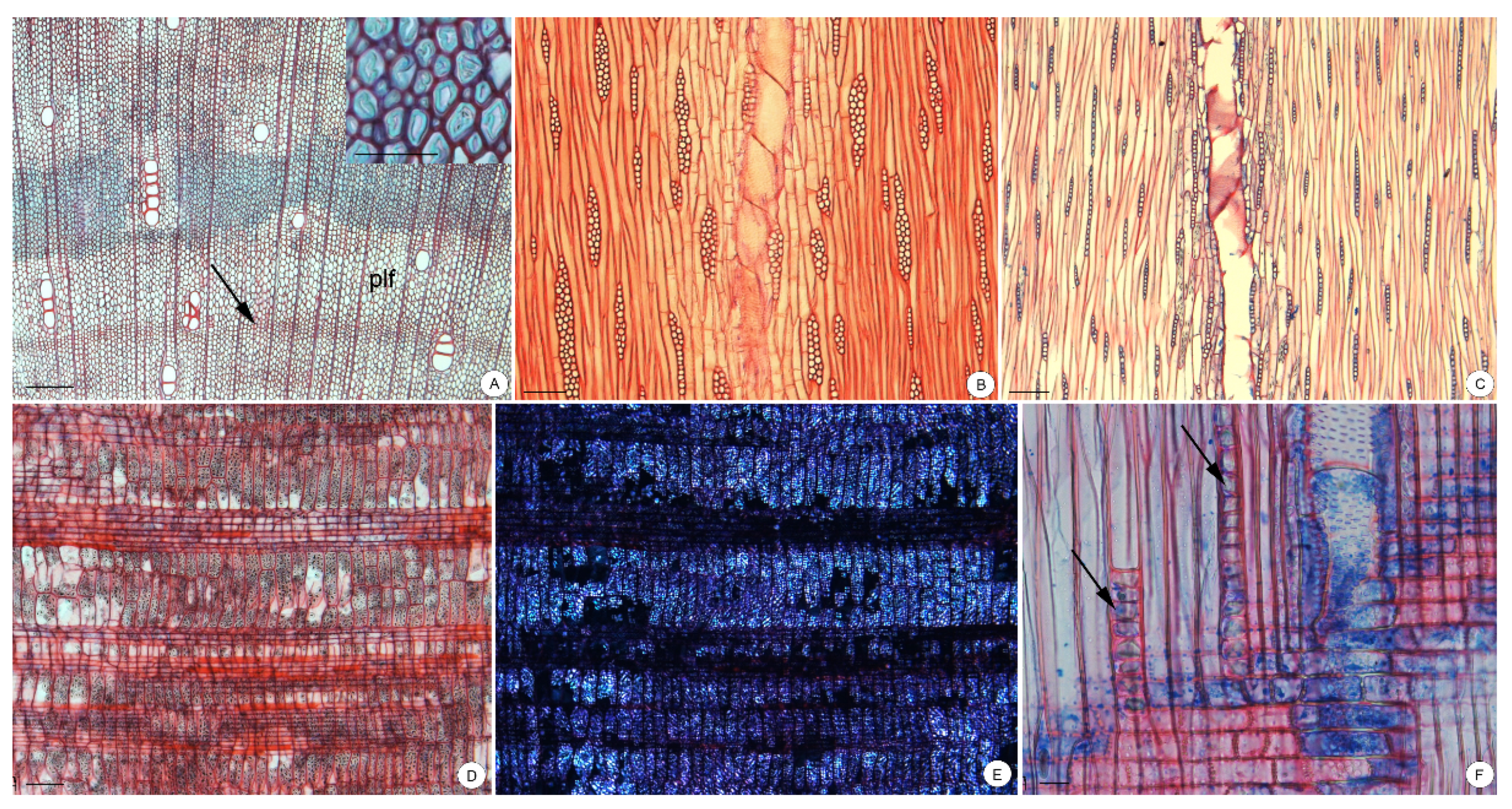 Forests 12 01058 g003