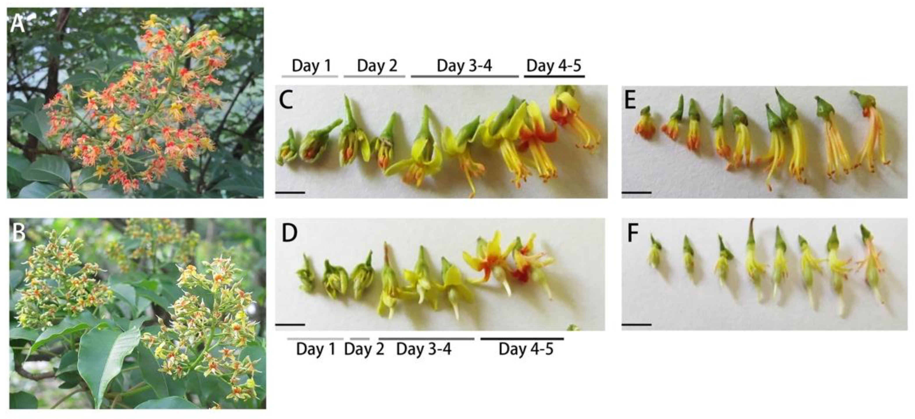 Forests 12 01071 g001