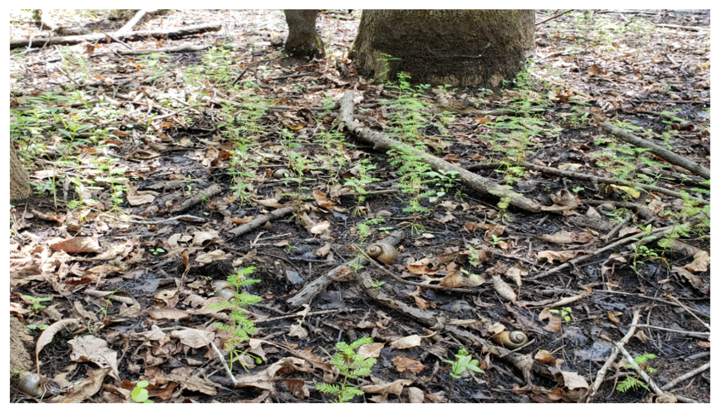 Forests 12 01074 g013