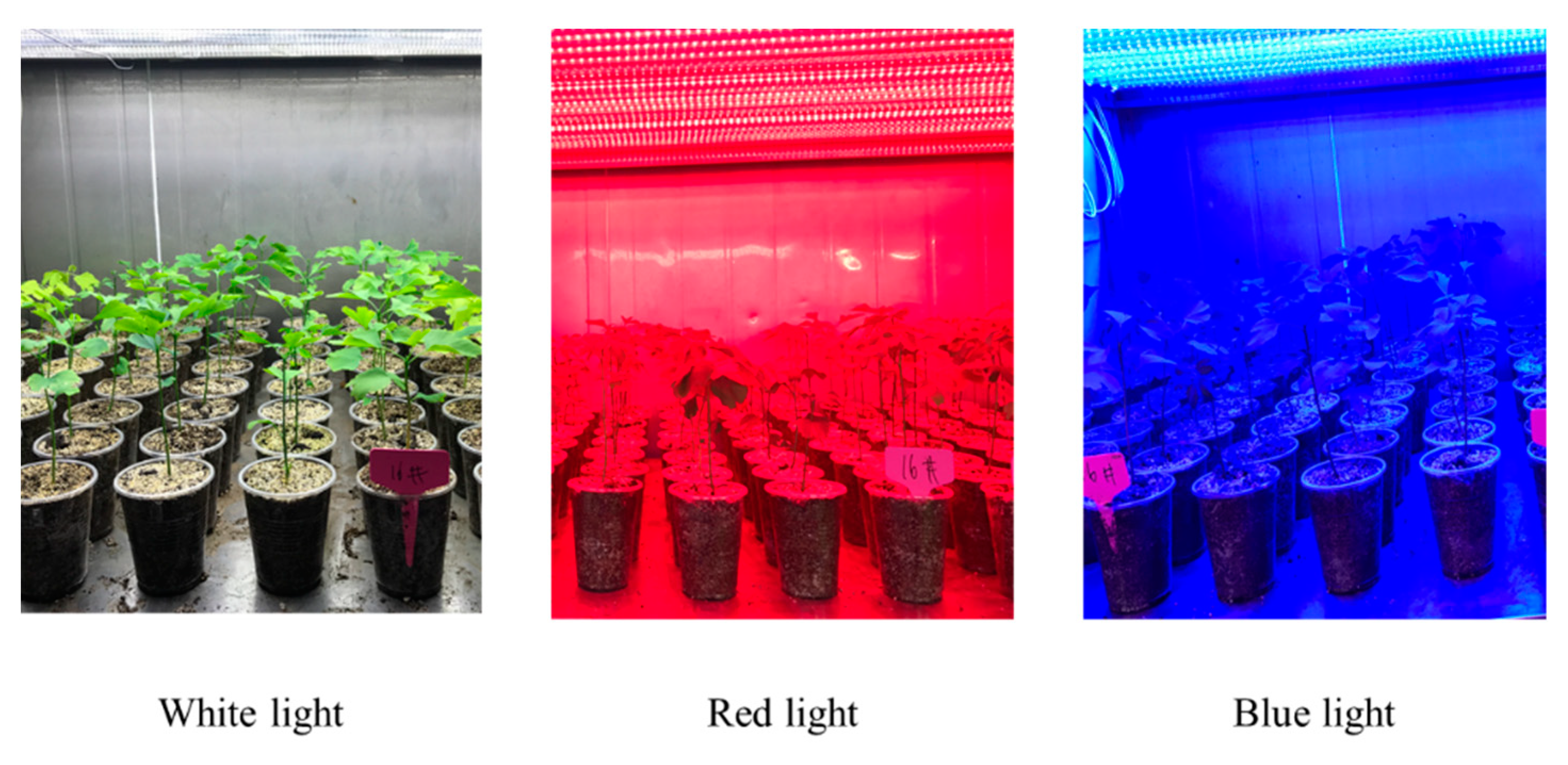 Ginkgo biloba L. Responds to Red and Blue Light Via Phenylpropanoid and Flavonoid Biosynthesis Pathway