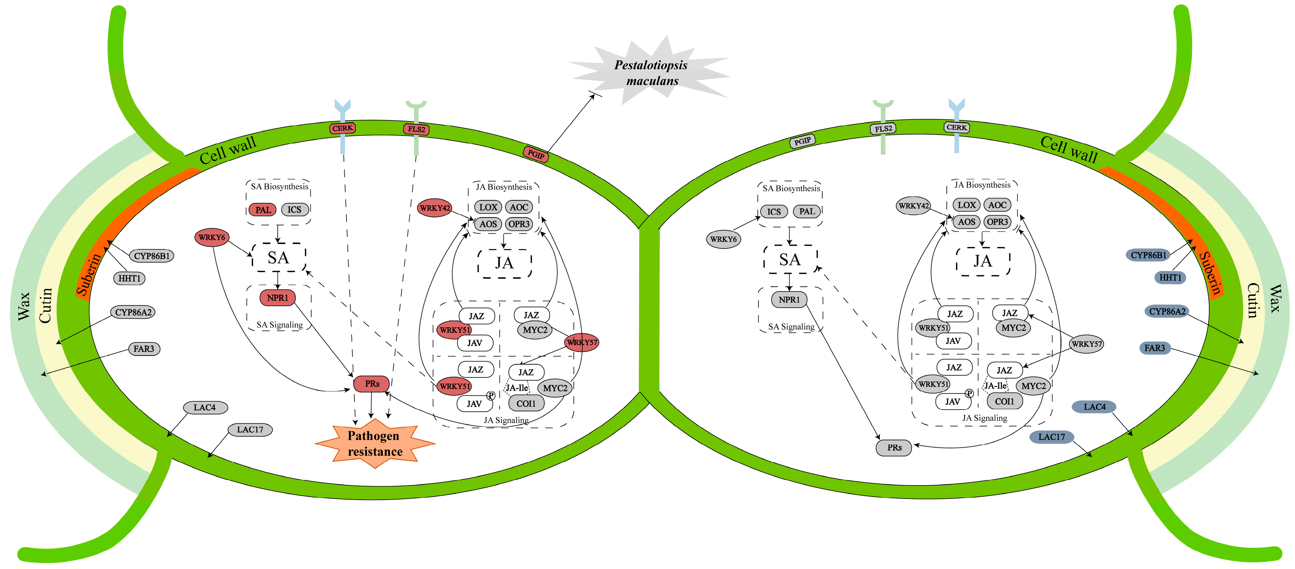 Forests 12 01090 g006 Forests 12 01090 g006