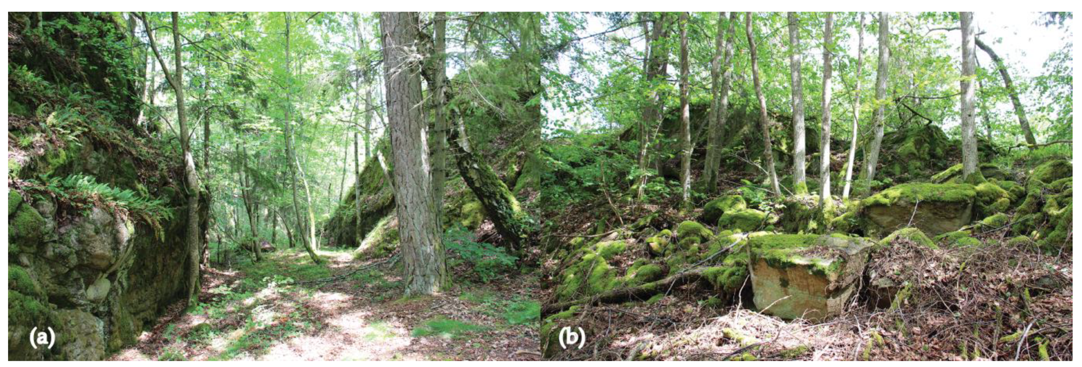 Forests 12 01098 g002 Forests 12 01098 g002